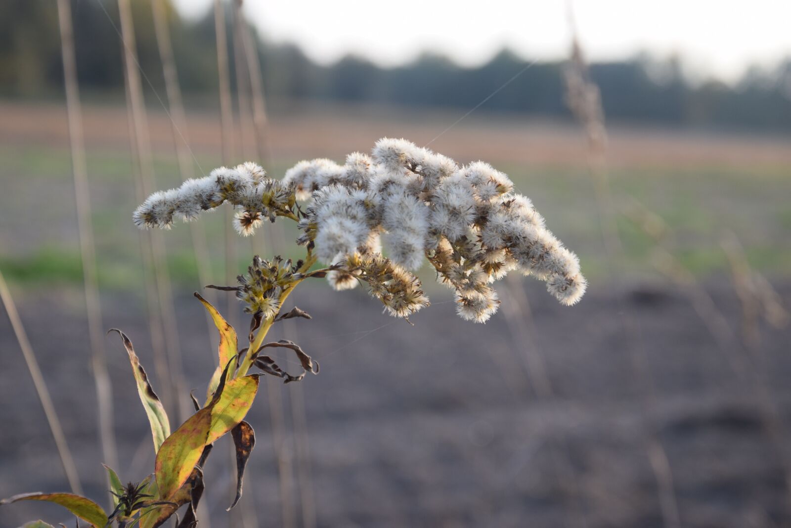 Nikon D5300 sample photo. Field, autumn, grass photography