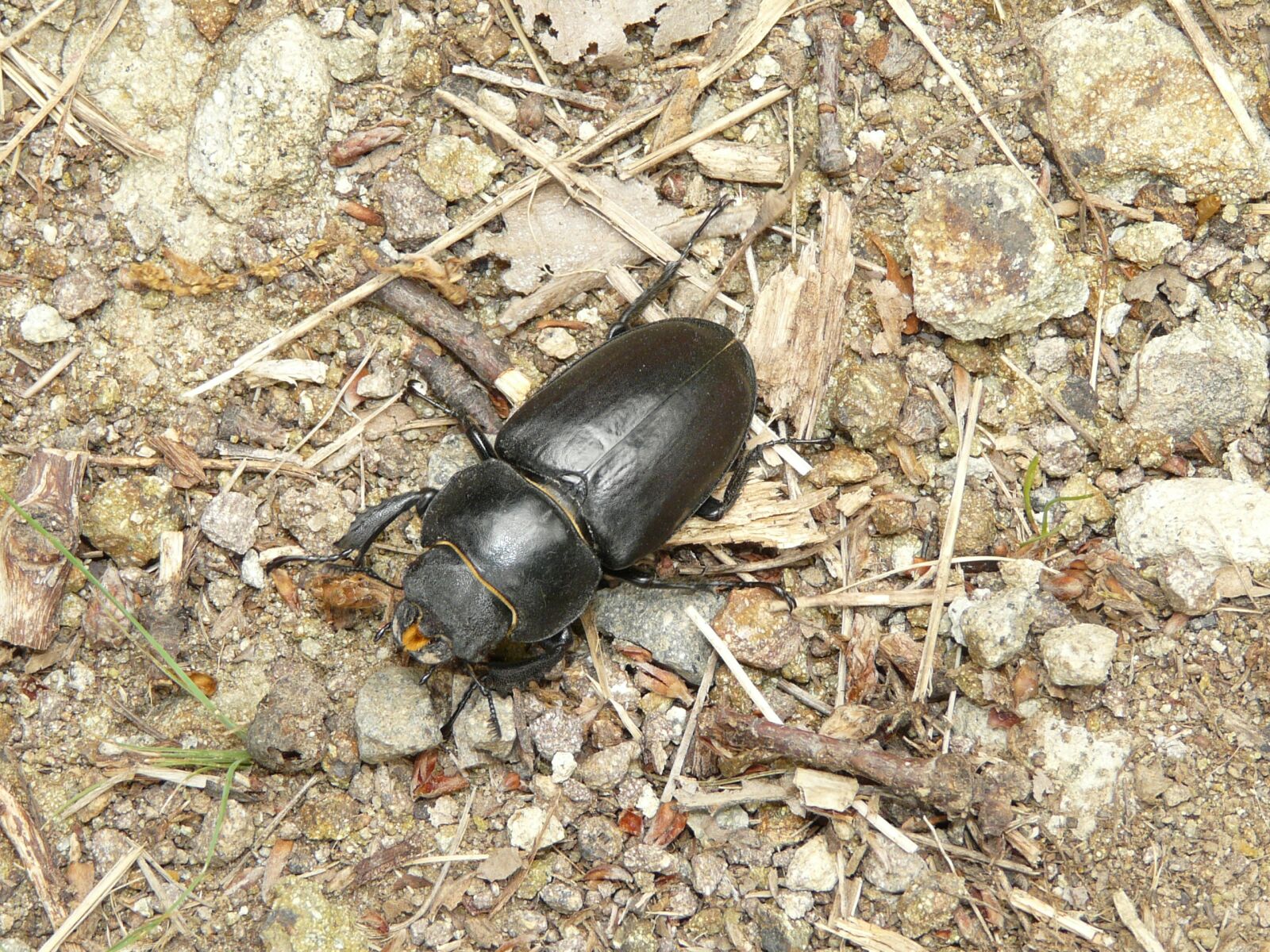 Panasonic DMC-FZ18 sample photo. Nature, beetle, animal photography