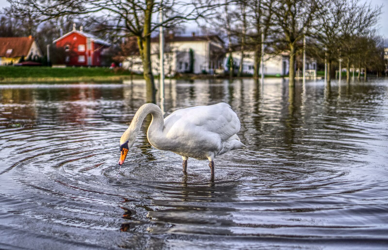 Sony a6000 + Sony E 35mm F1.8 OSS sample photo. High water, swan, flow photography
