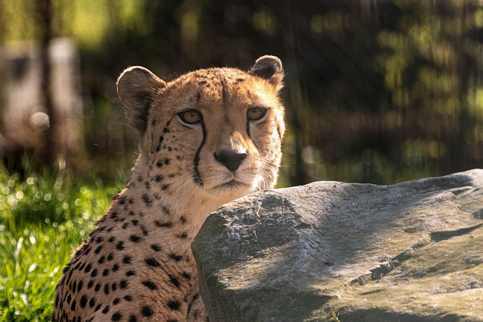 Canon EOS 80D sample photo. Cheetah, zoo, predator photography