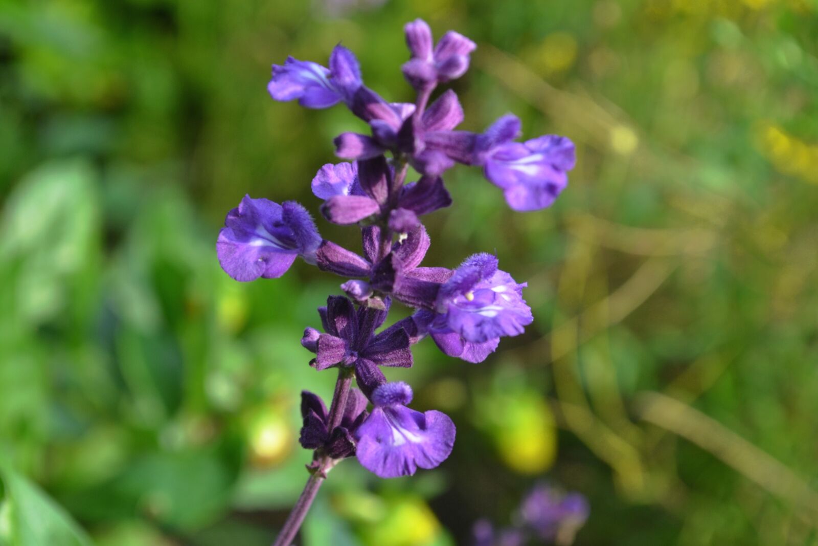 Nikon D3100 sample photo. Purple, blossom, bloom photography