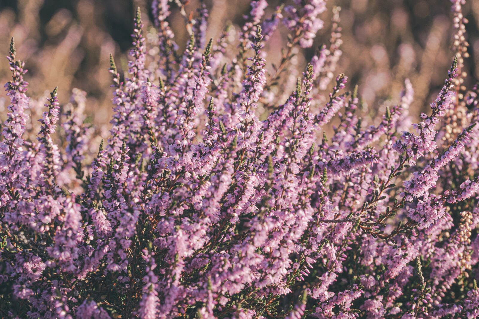 105mm F2.8 sample photo. Heather, flowers, plant photography