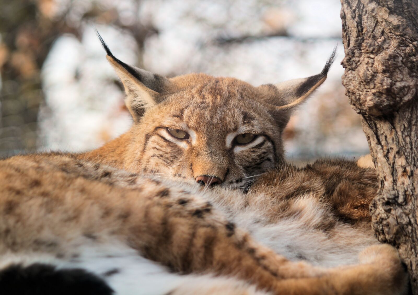 Canon EOS 550D (EOS Rebel T2i / EOS Kiss X4) sample photo. Feature, the eurasian lynx photography