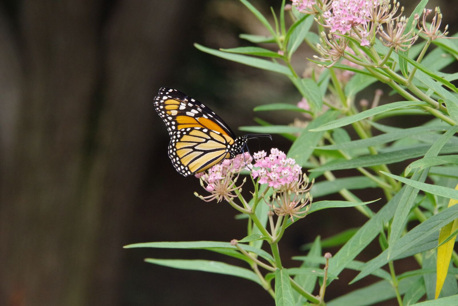 Pentax K-70 sample photo. Monarch, butterfly, milkweed photography
