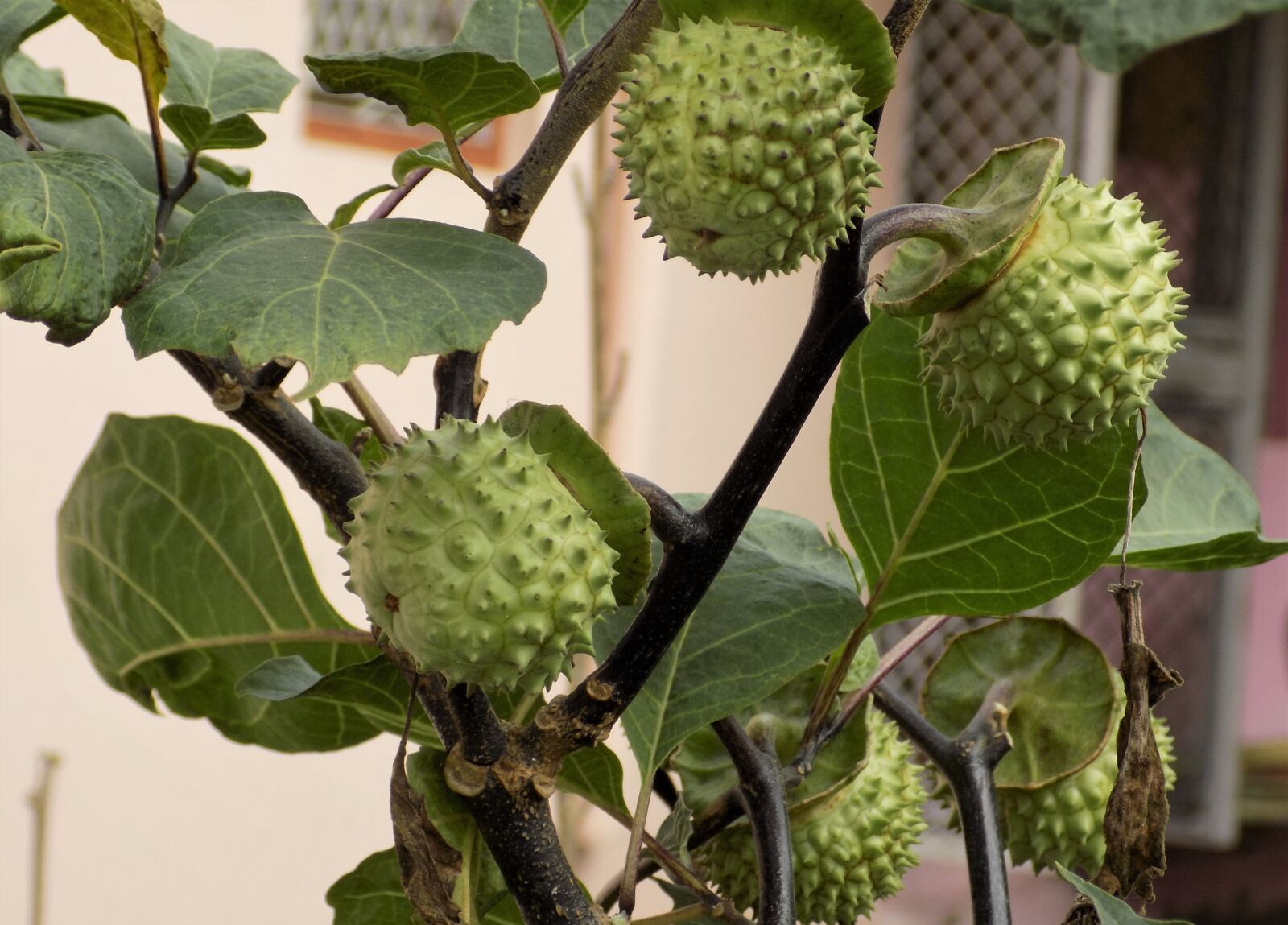 Nikon COOLPIX L340 sample photo. Datura stramonium plant, thorn-apple photography