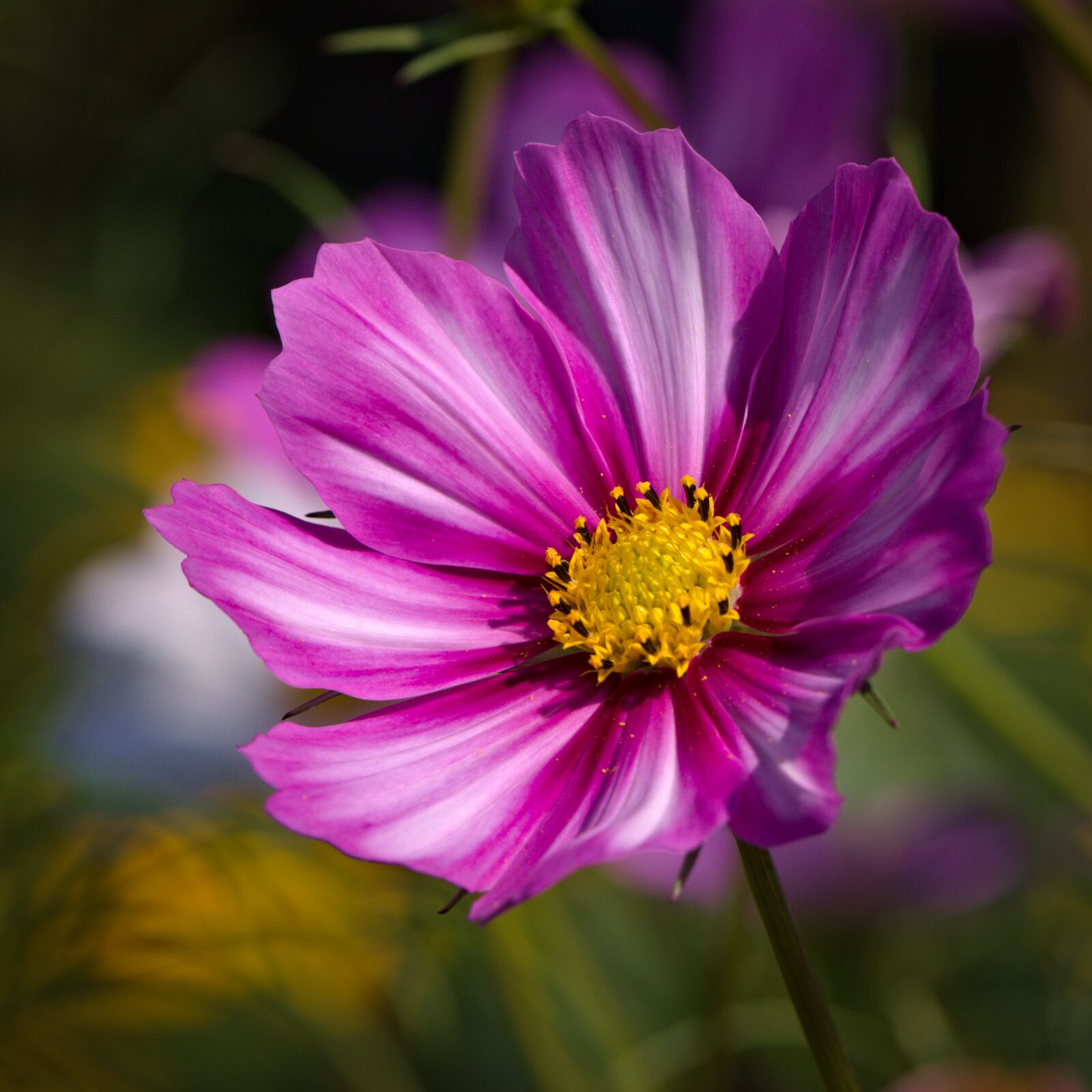 Nikon D5500 sample photo. Nature, flower, petals photography