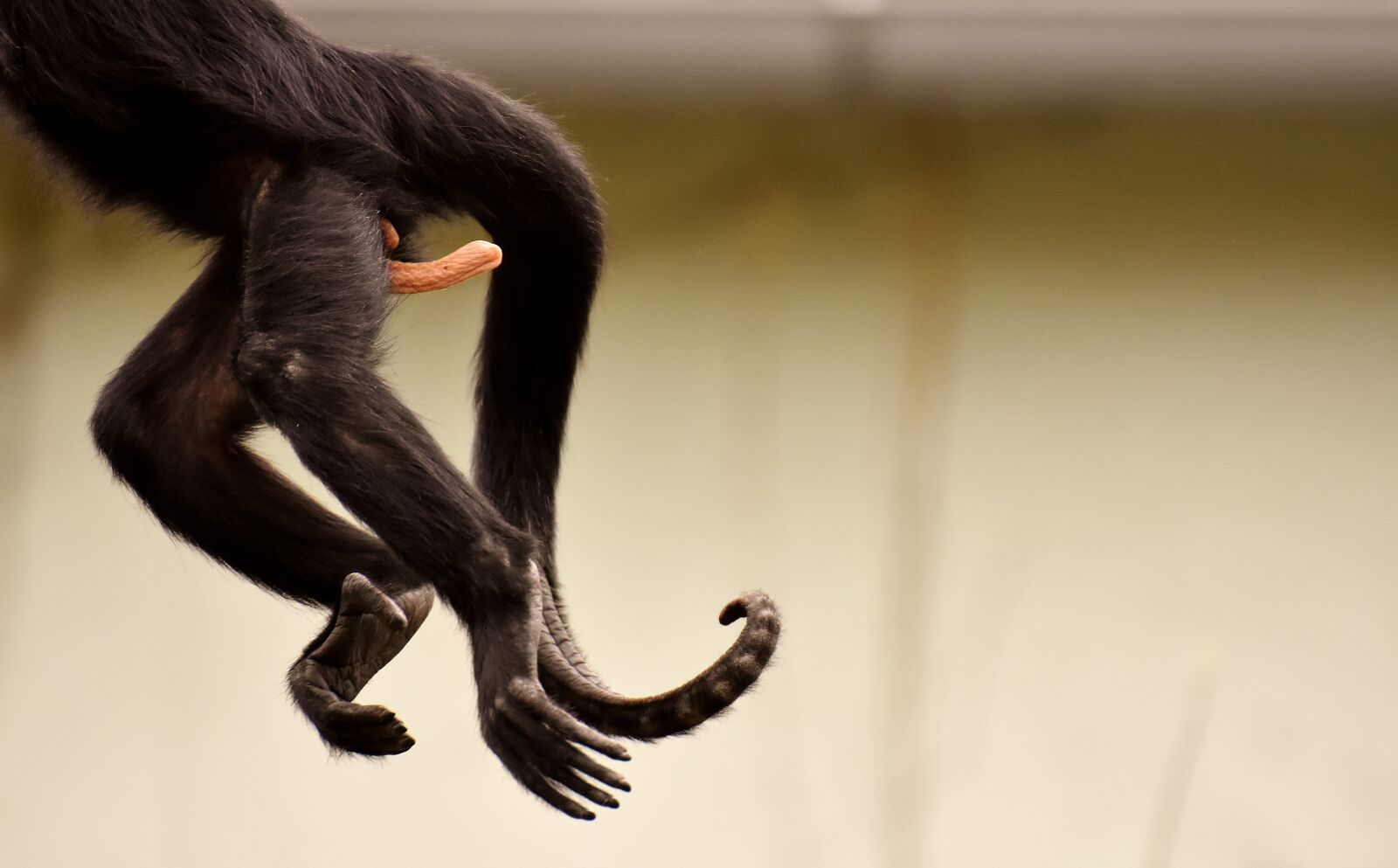 Nikon D7200 sample photo. Am gone, funny, monkey photography