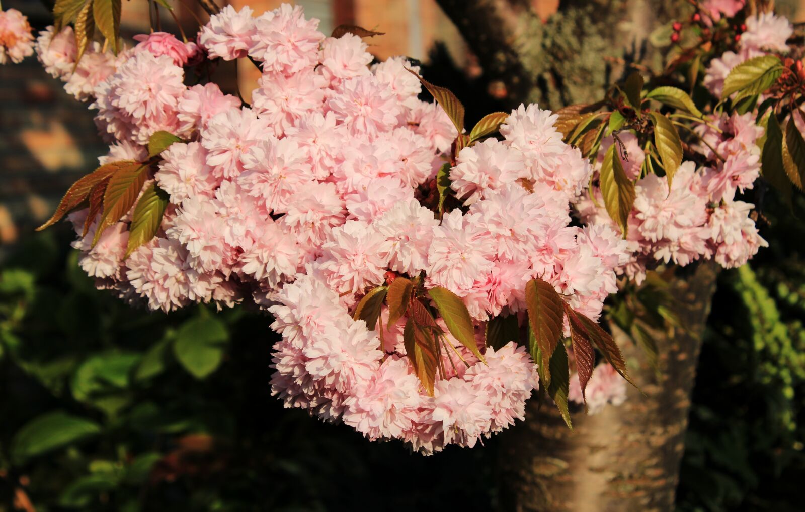 Canon EOS 2000D (EOS Rebel T7 / EOS Kiss X90 / EOS 1500D) sample photo. Cherry blossom, japanese cherry photography