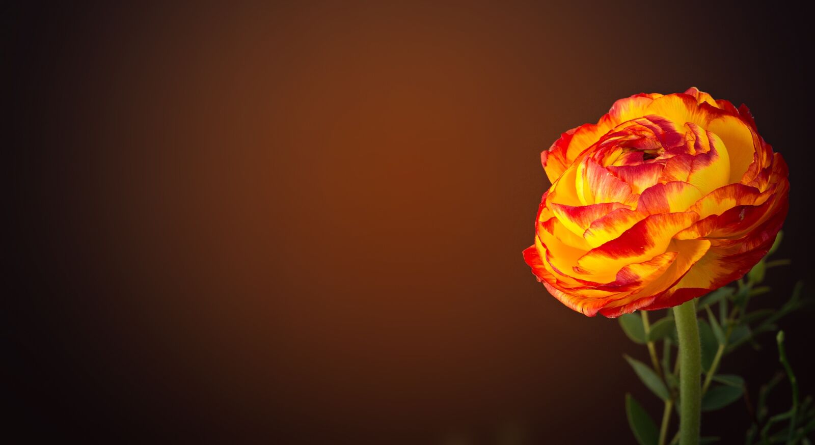 Nikon D7100 sample photo. Ranunculus, flower, yellow orange photography