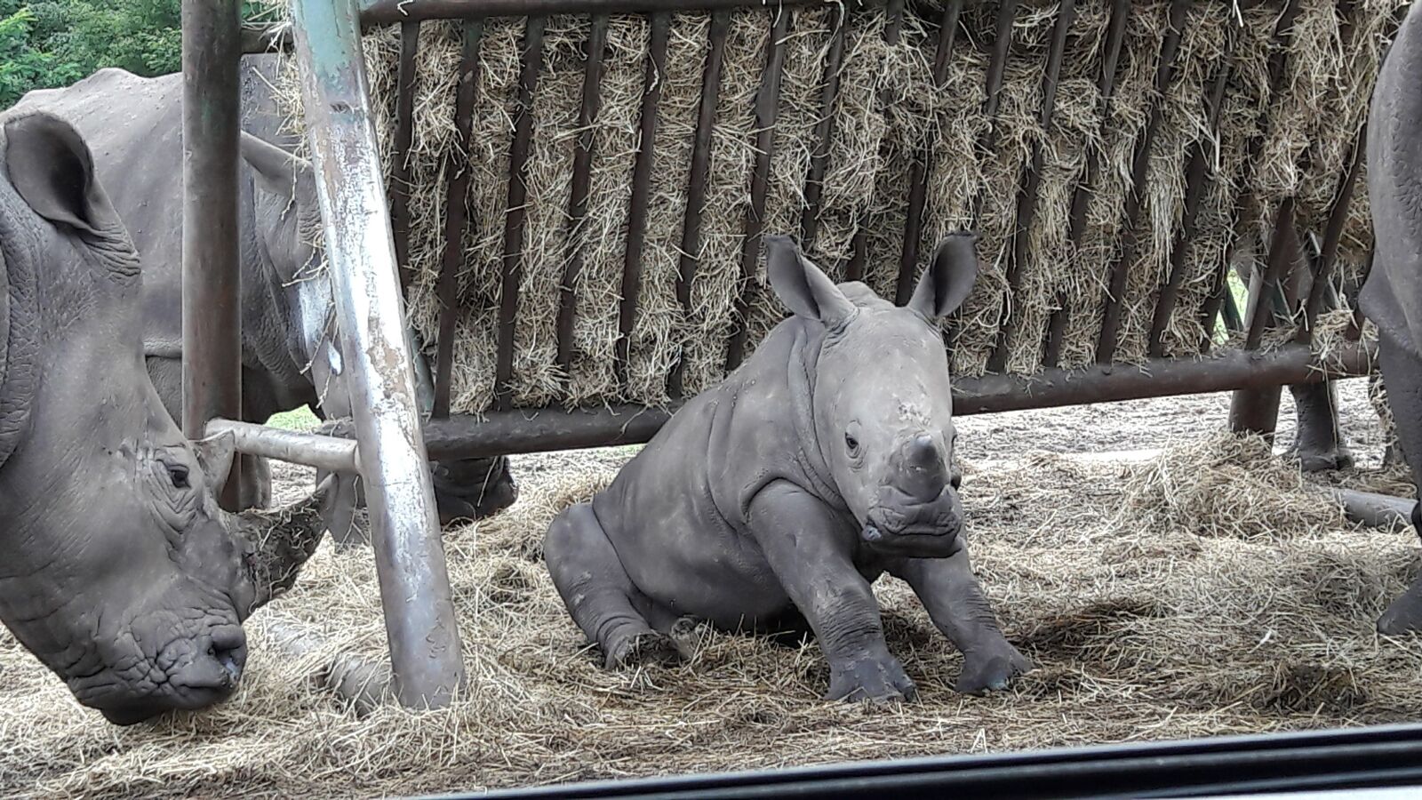 Samsung Galaxy A3(2016) sample photo. Rhino baby, rhino, pachyderm photography
