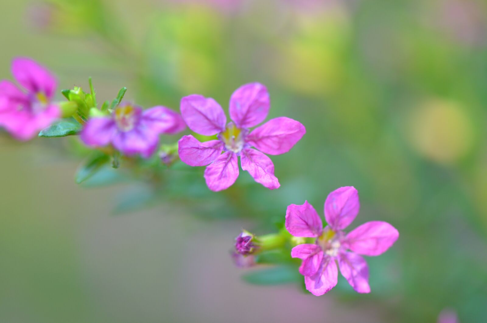 Nikon D7000 sample photo. Flower, garden, nature photography