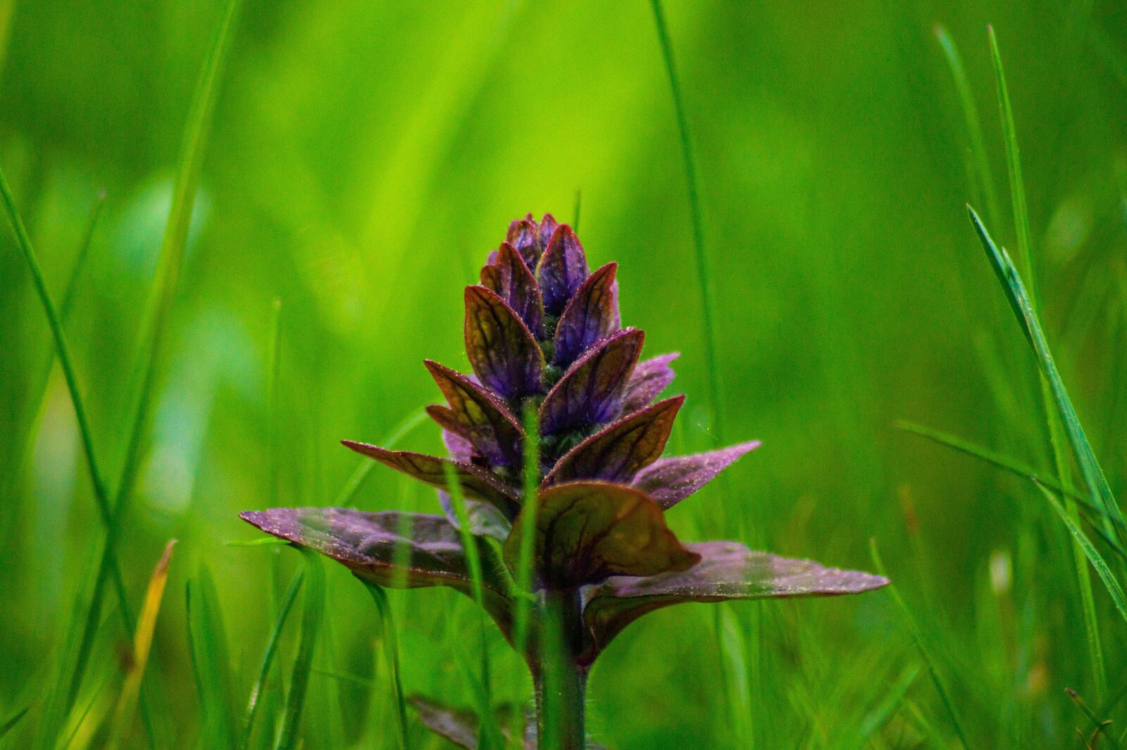 Sony SLT-A58 sample photo. Spring, plant, flower photography