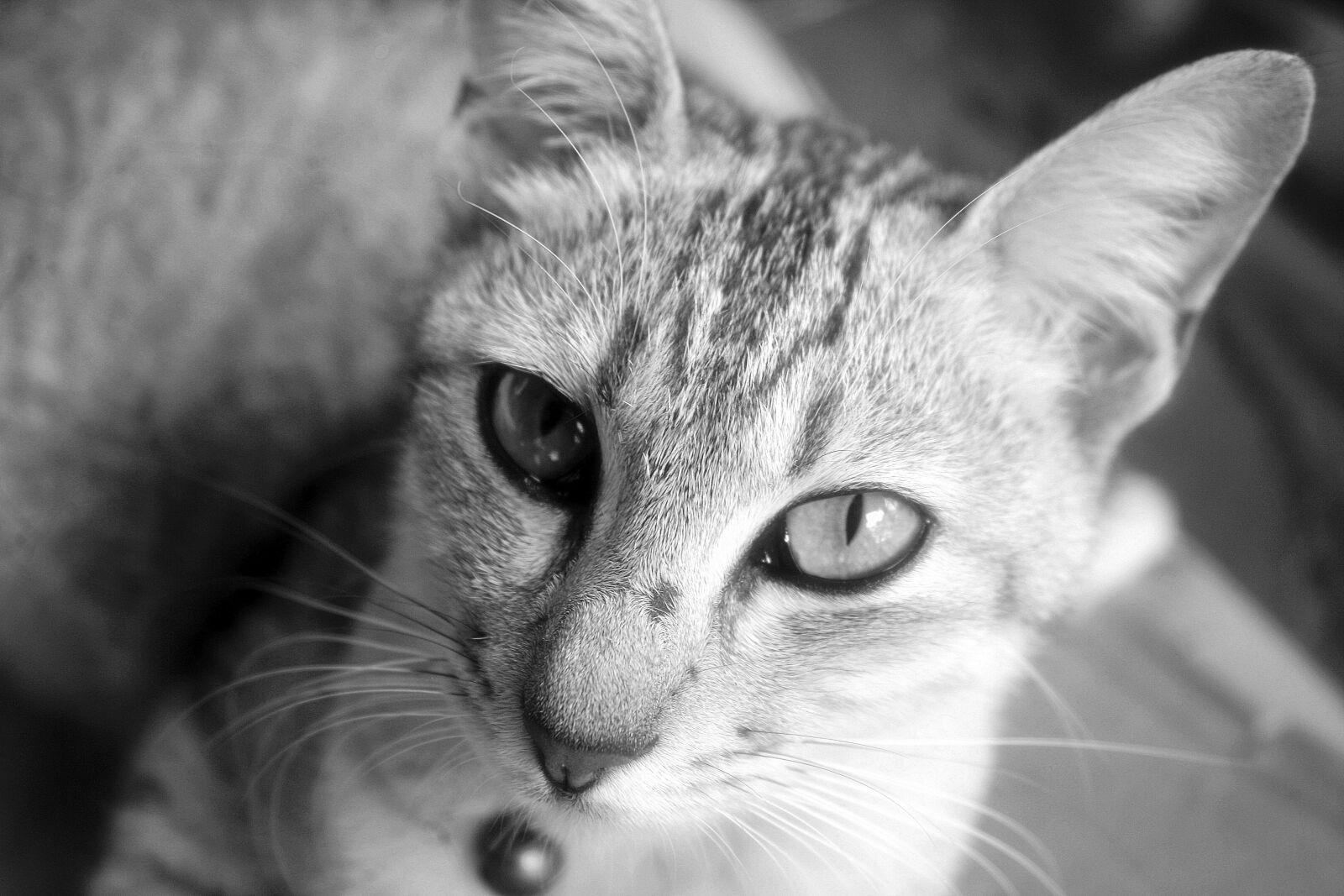 Canon EOS 1000D (EOS Digital Rebel XS / EOS Kiss F) sample photo. Animal, cat, close-up photography