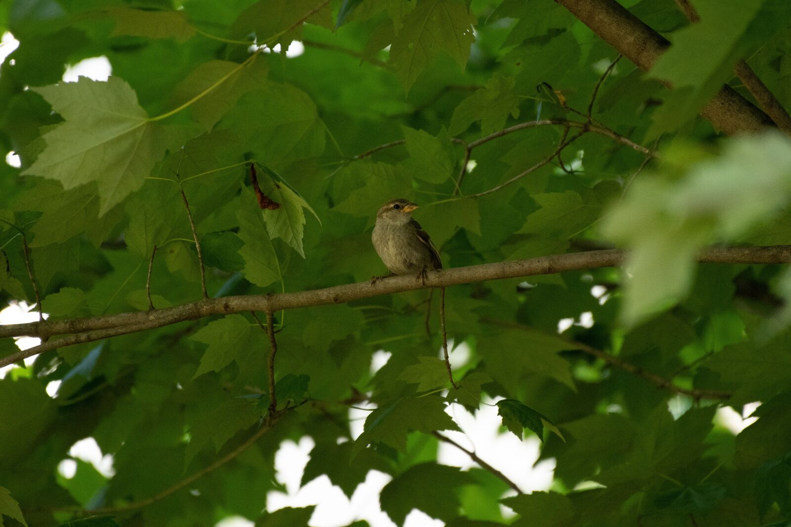 Nikon D500 sample photo. Bird, birdwatching, nature photography