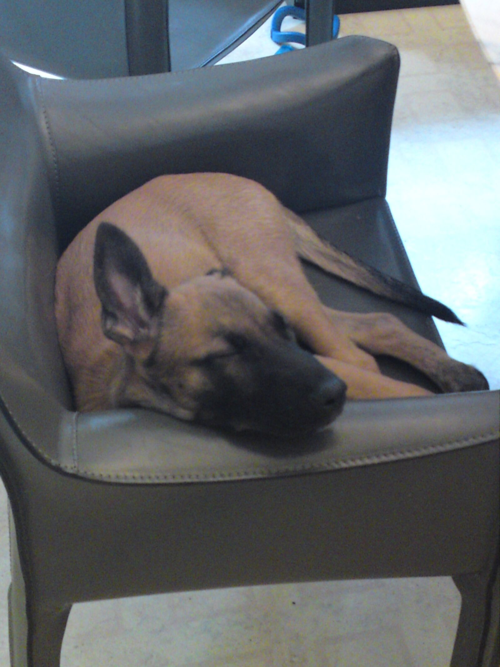 Sony Ericsson C905 sample photo. Puppy, dogs, malinois photography