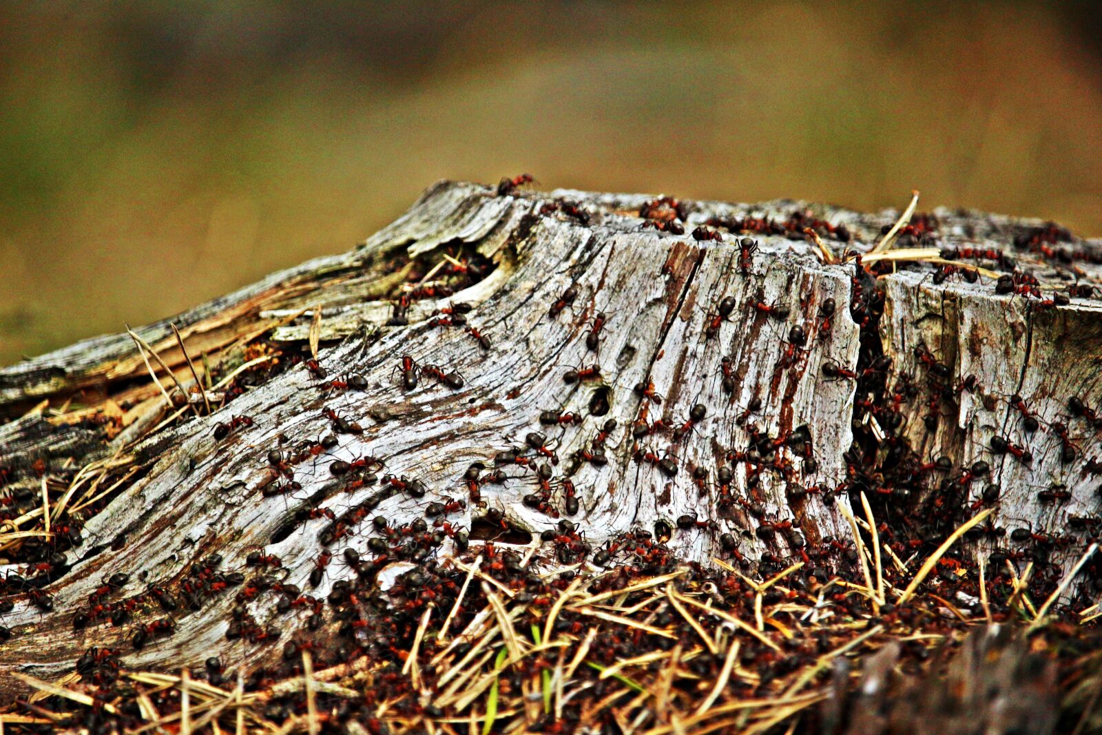 Canon EOS 100D (EOS Rebel SL1 / EOS Kiss X7) sample photo. Tree stump, ant, wood photography