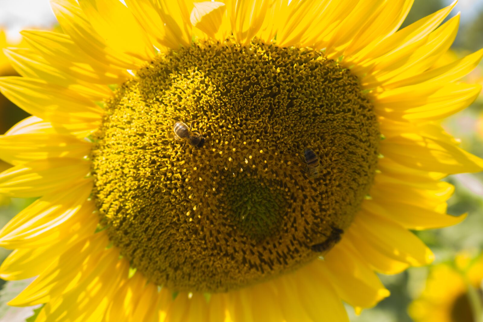 Canon EOS 100D (EOS Rebel SL1 / EOS Kiss X7) sample photo. Sunflower, face, bees photography