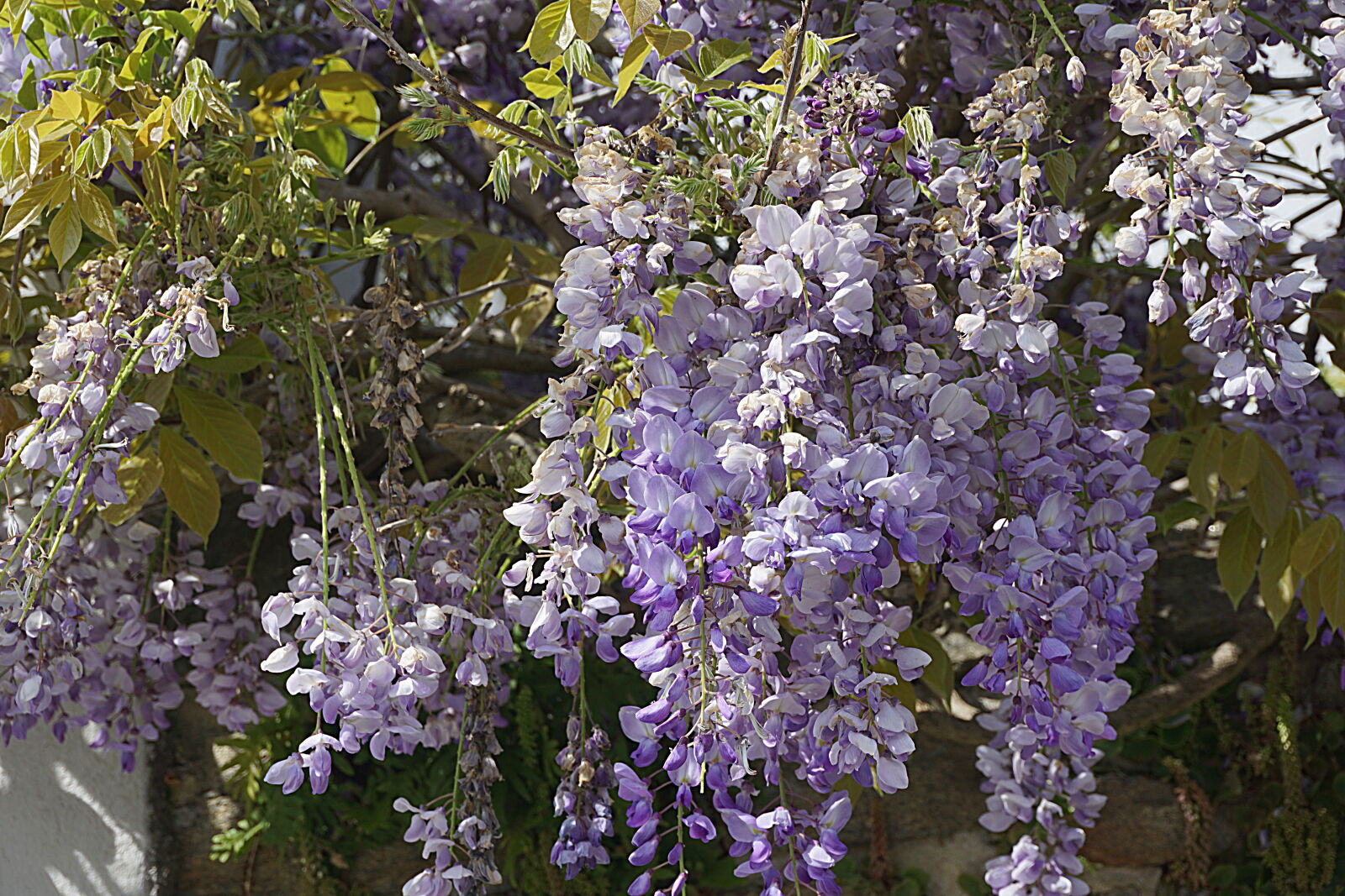 Sony a6000 sample photo. Botanique, couleurs, fleurs, floraison photography