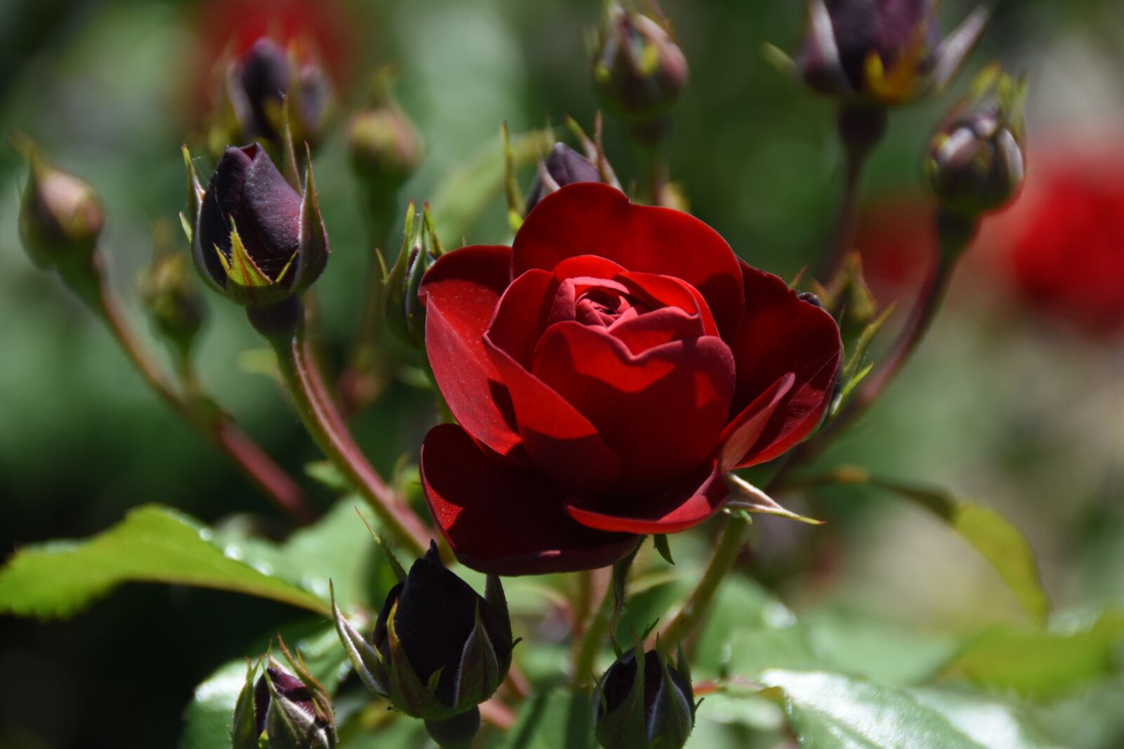 Nikon D7200 sample photo. Rose, red, plants photography