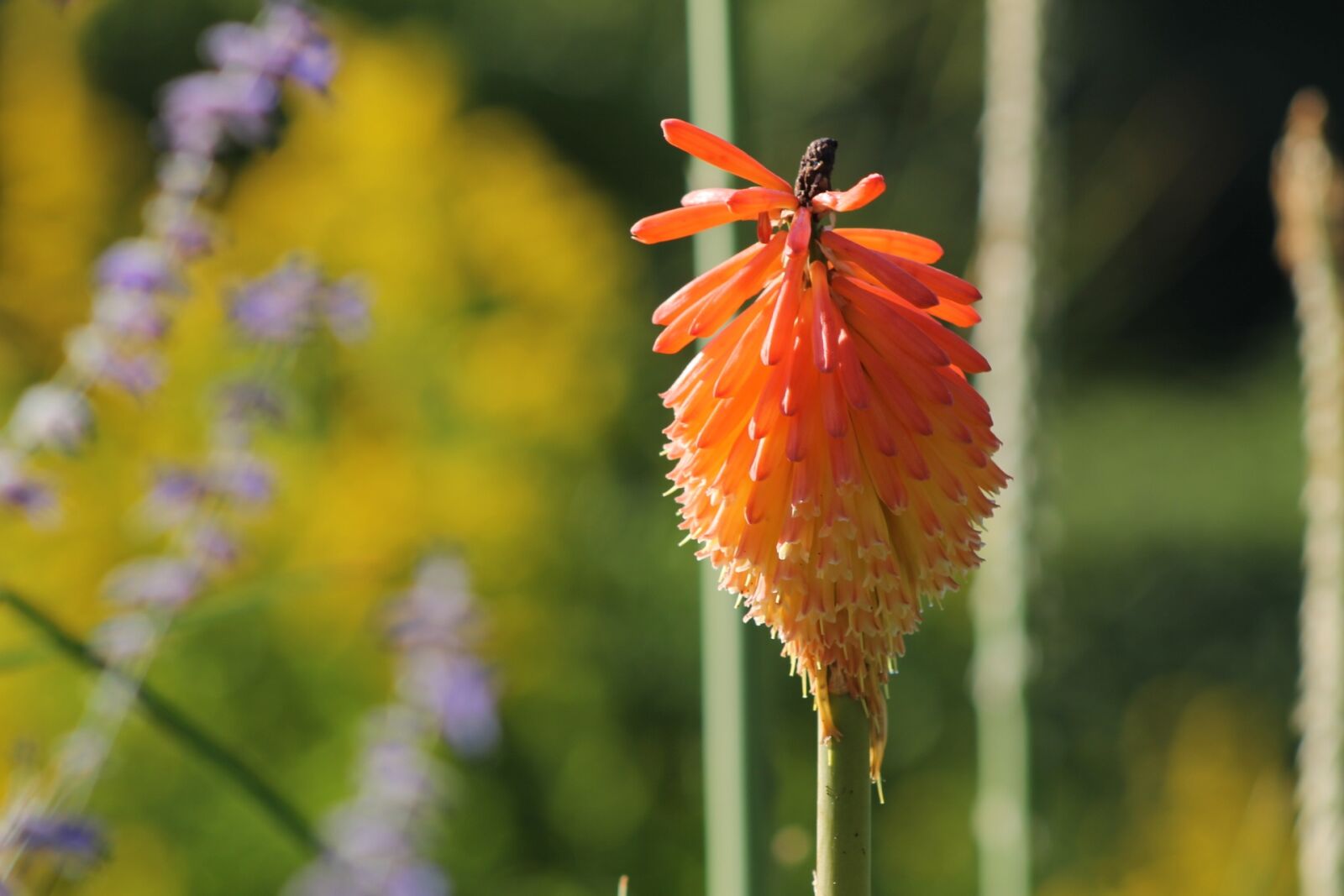 Canon EF 75-300mm f/4-5.6 sample photo. Flower, red, blossom photography
