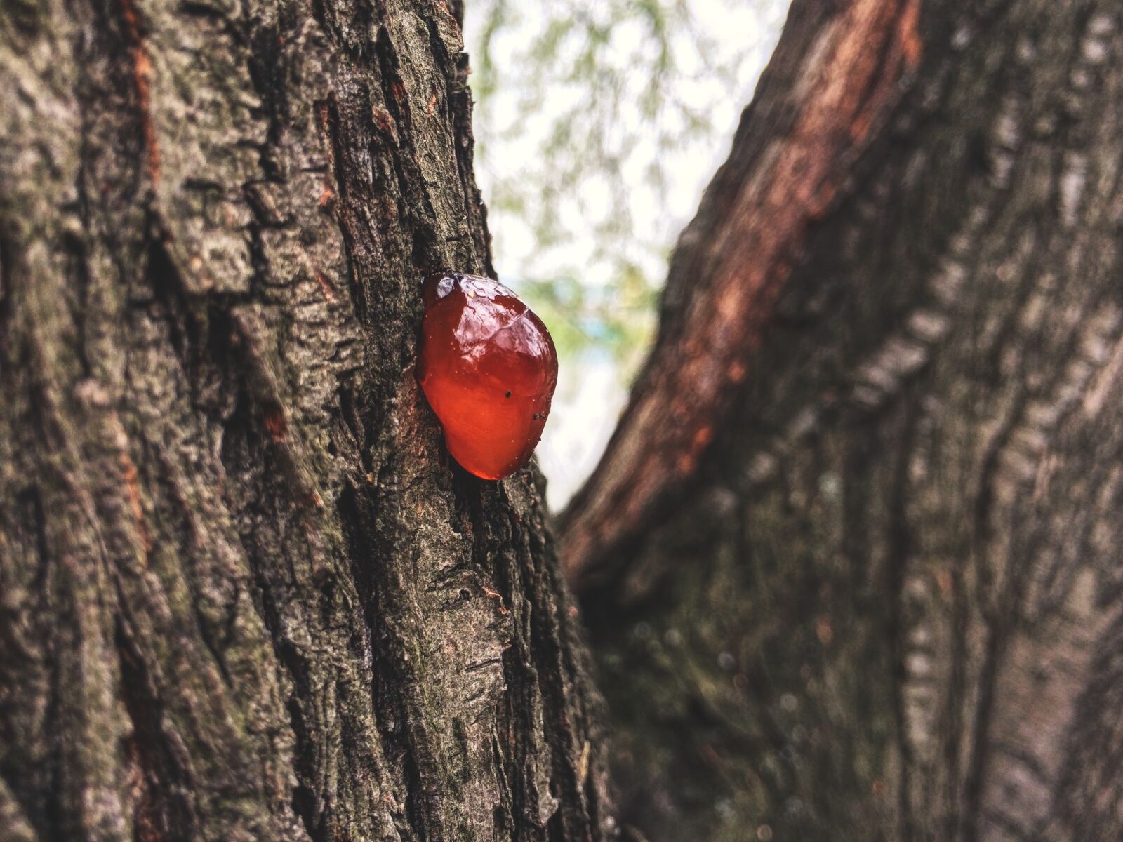 iPhone 5s back camera 4.12mm f/2.2 sample photo. Bad luck, tree, wood photography