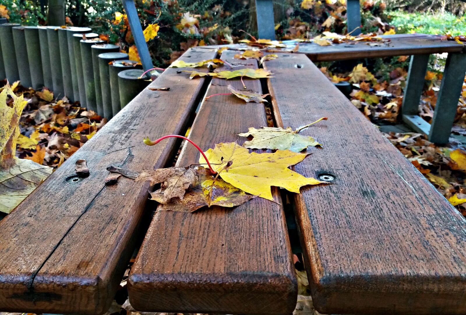 Samsung Galaxy J5 sample photo. Dining table, tree, foliage photography