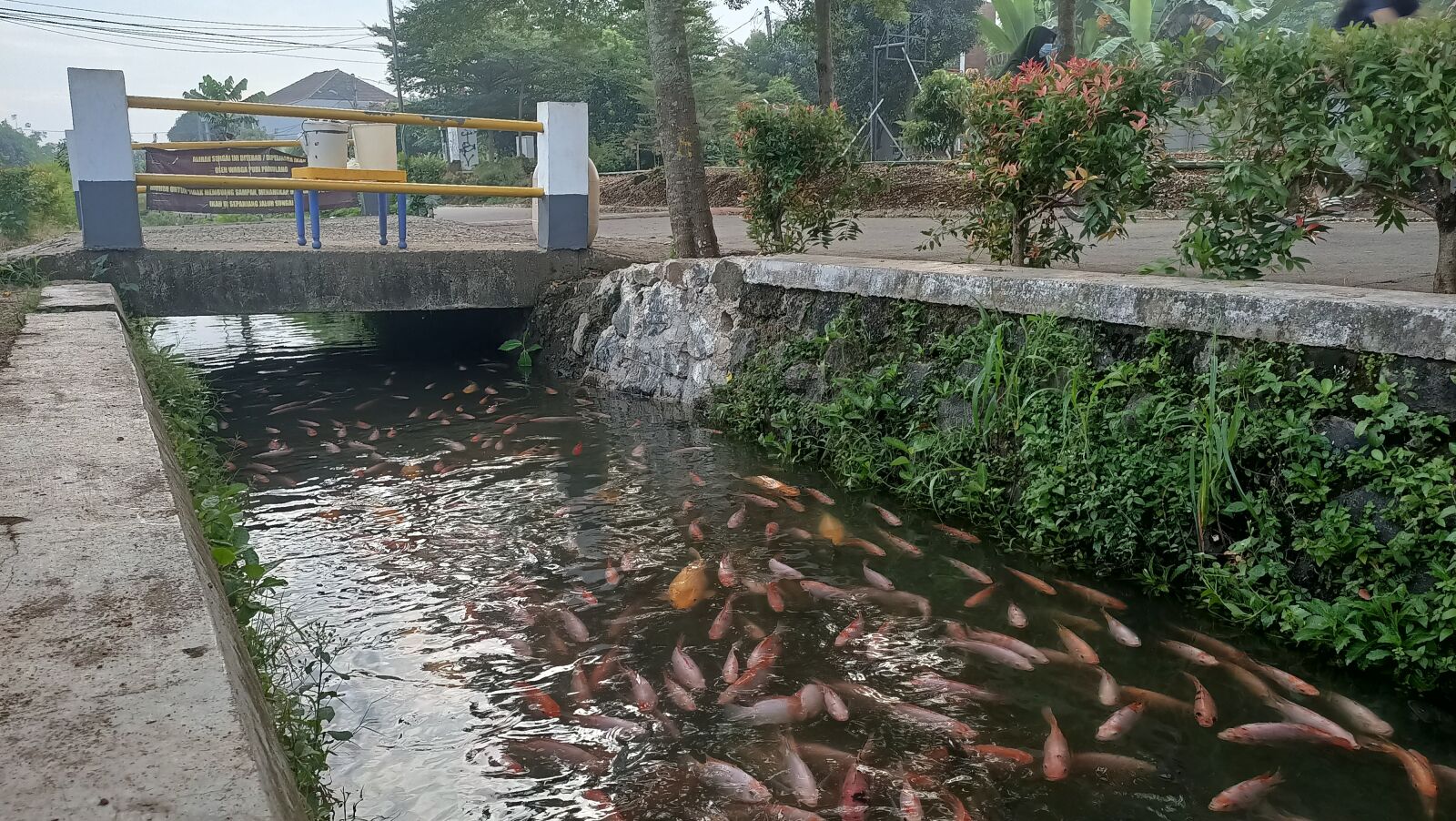 OPPO RENO3 sample photo. Fish in the gutter photography
