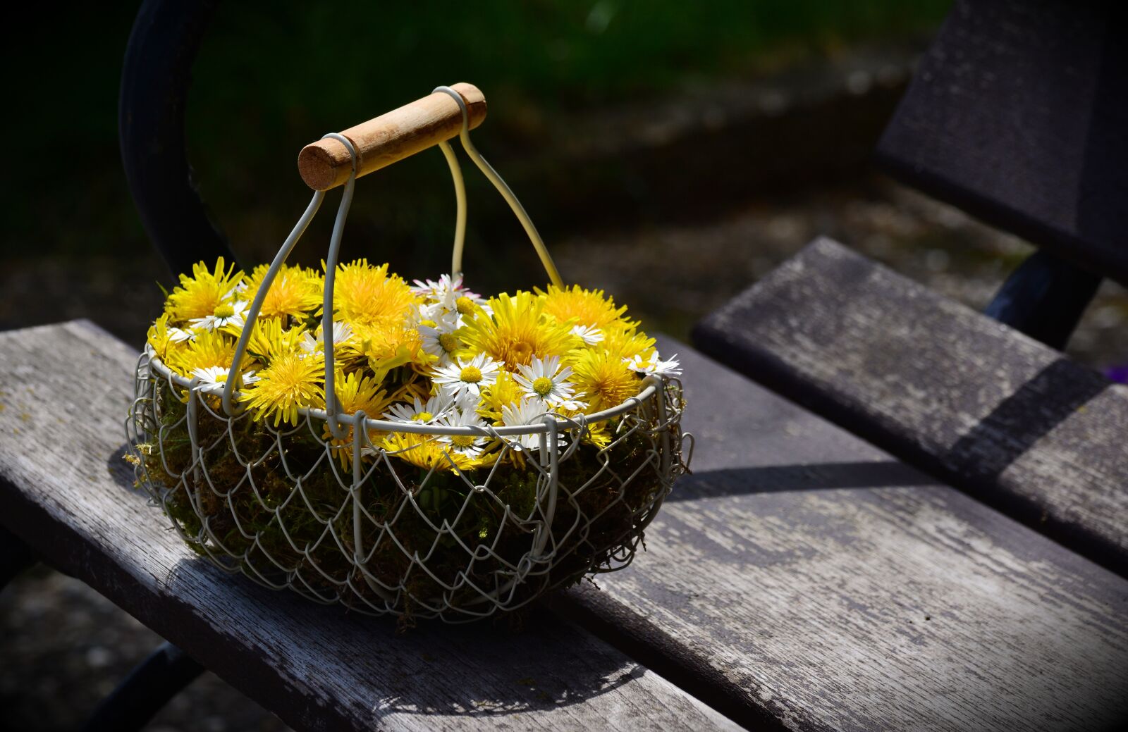 Nikon D5200 sample photo. Dandelion, daisy, flowers photography