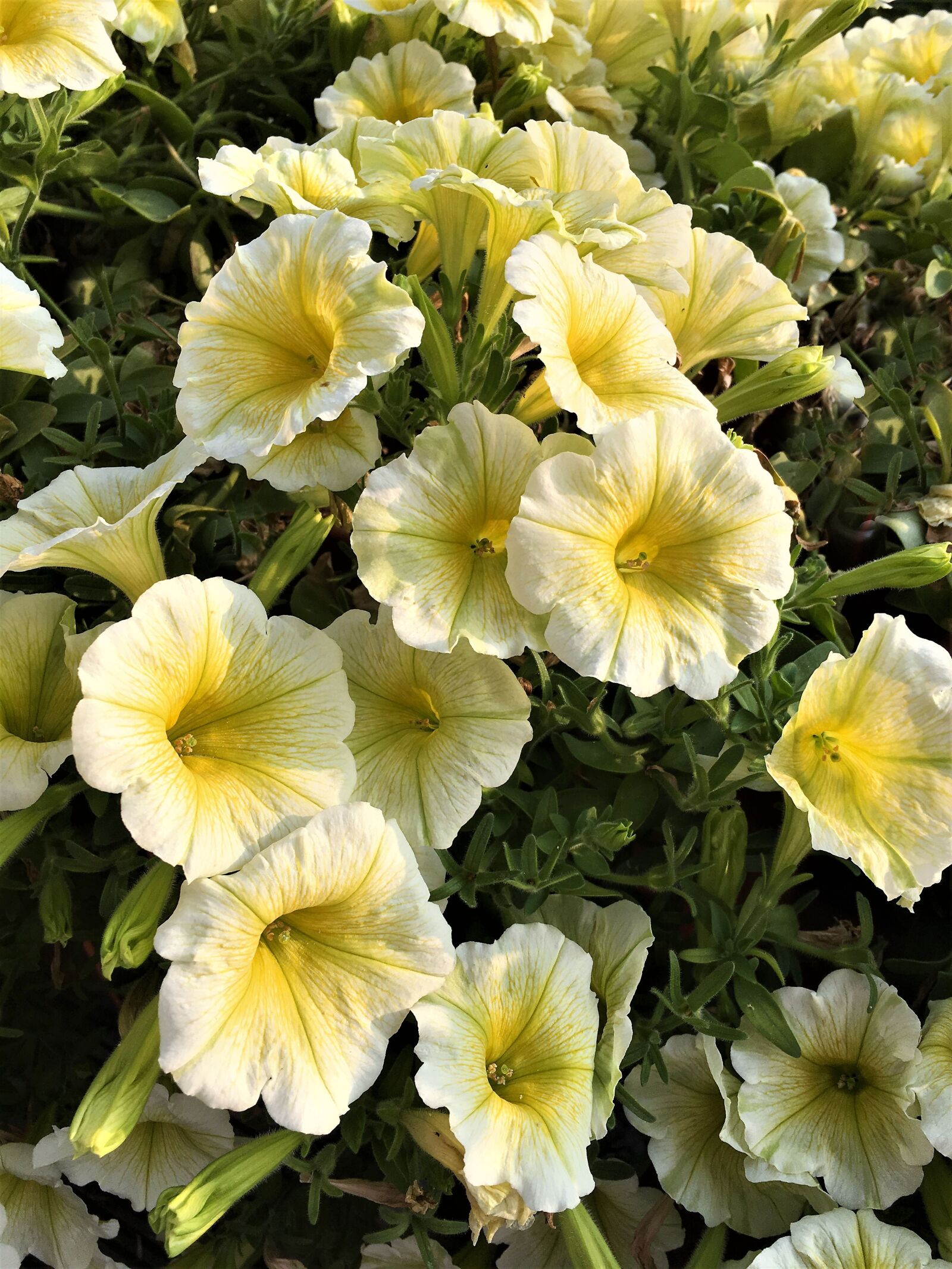 Apple iPhone 6s sample photo. Flowers, yellow, mini petunias photography
