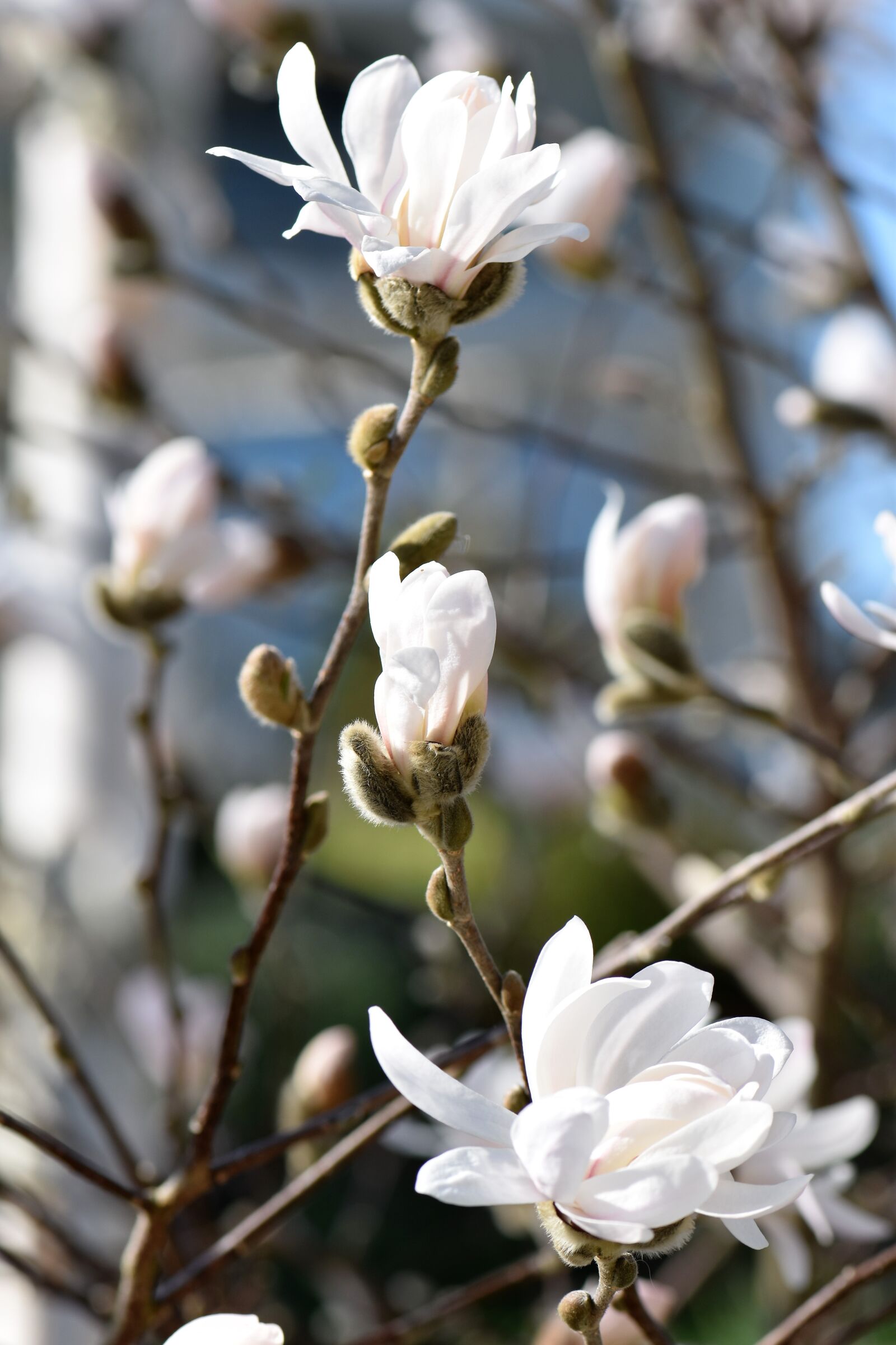 Nikon D5500 sample photo. Magnolia, flower, blossom photography