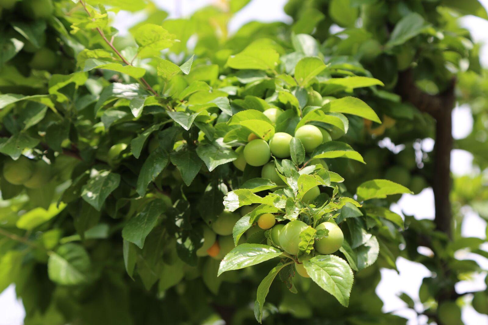 Canon EF 24-105mm F4L IS USM sample photo. Erik, fruit, fresh photography