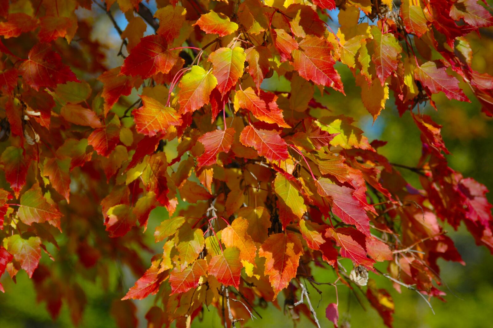 Nikon D70 sample photo. Tree, leaves, fall photography