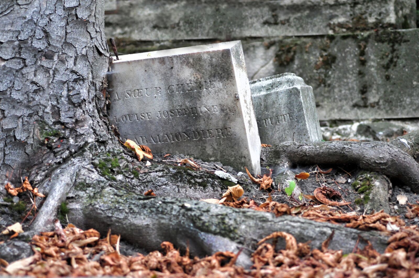 Nikon D300 sample photo. Cemetery, tree, falls photography