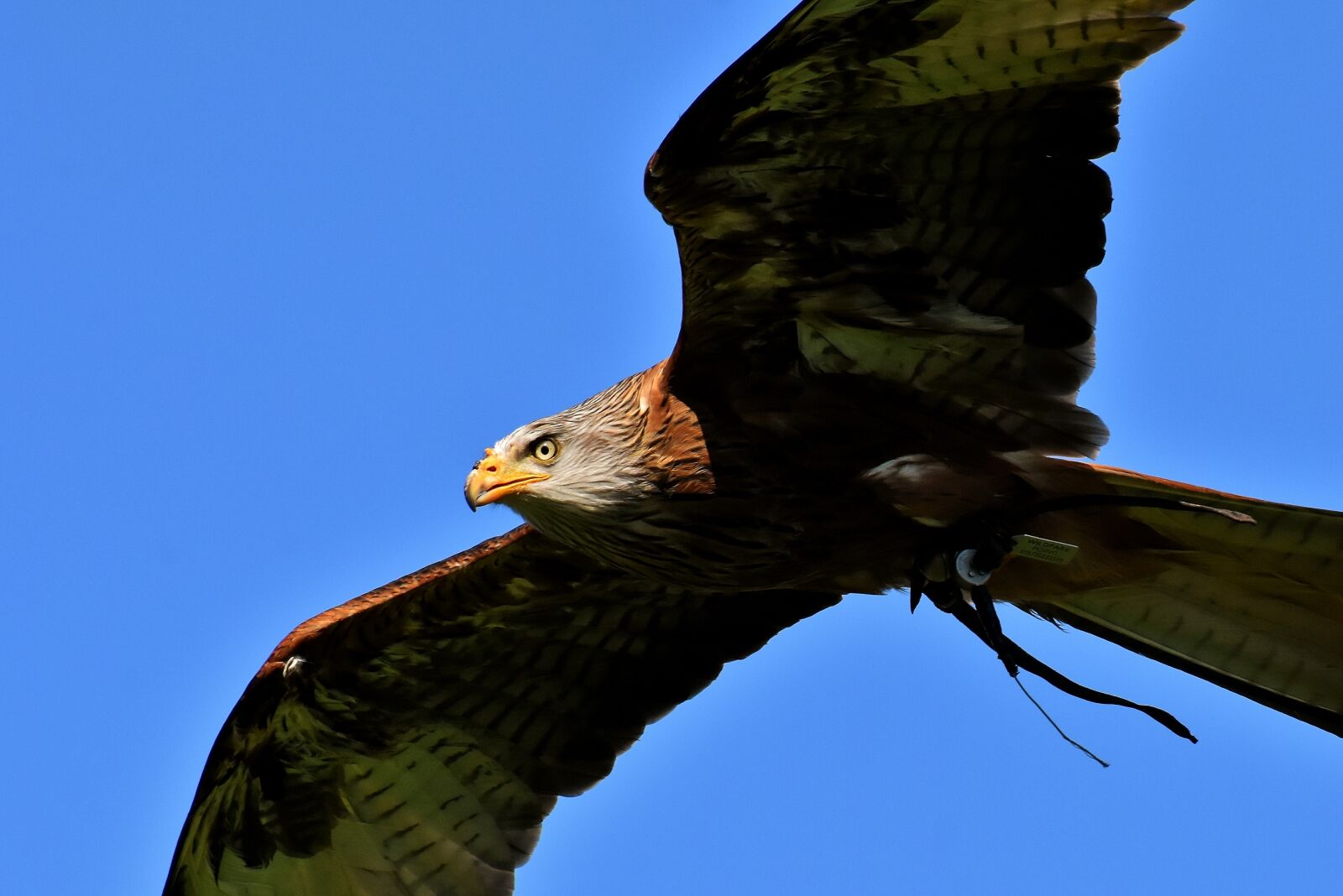 Nikon D7200 sample photo. Red kite, milvus milvus photography