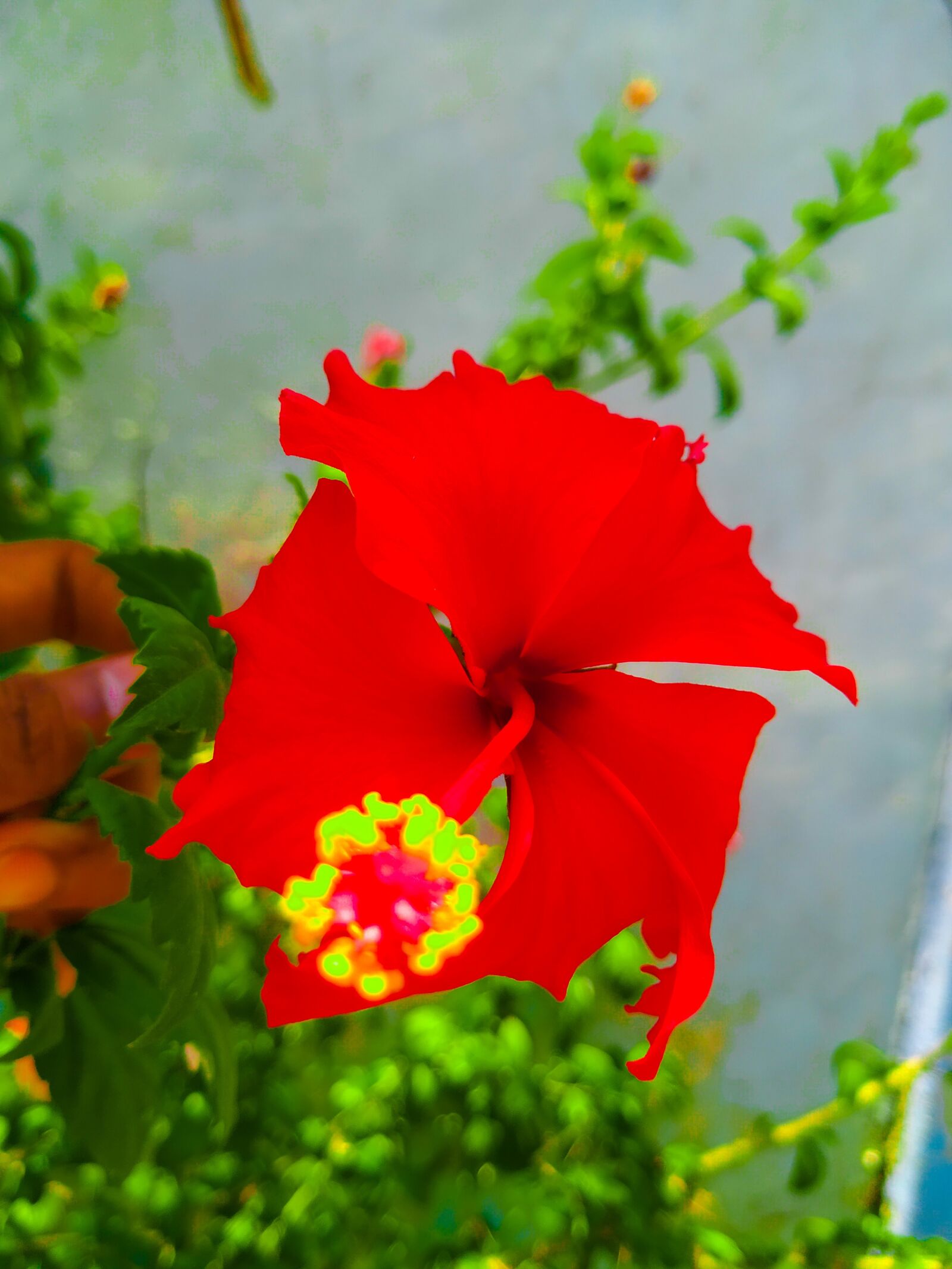 Xiaomi Mi A2 sample photo. Red, flowers, garden photography