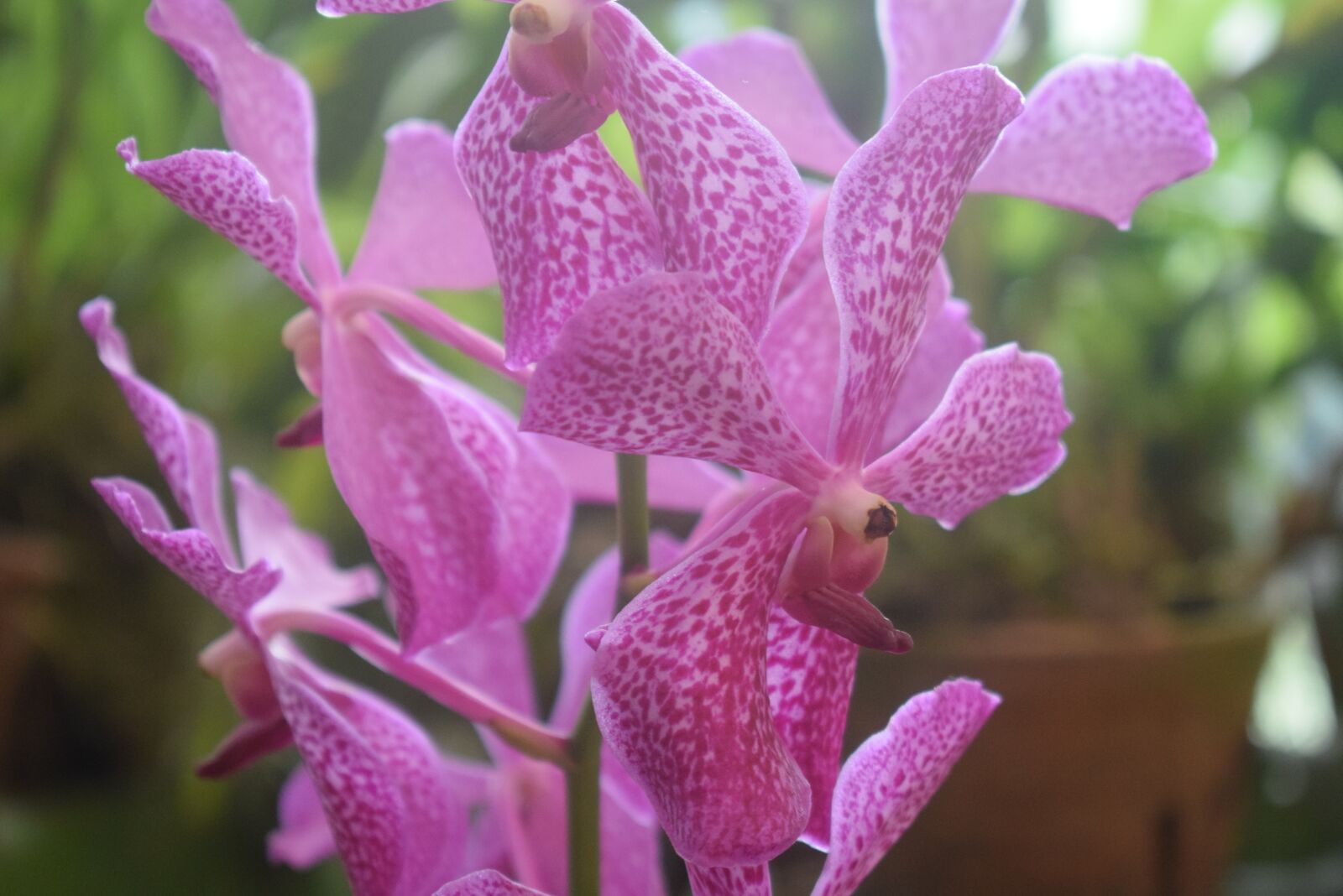 Nikon D3300 sample photo. Orchid, flower, nature photography