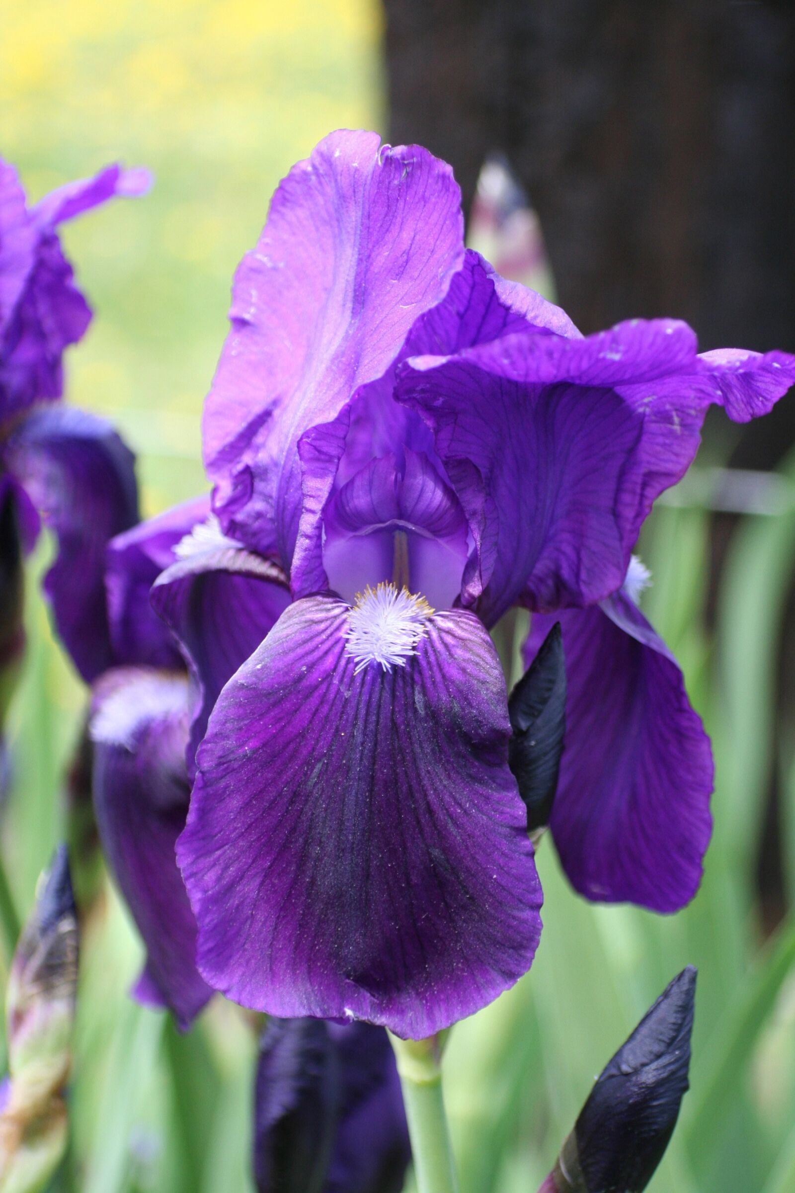 Canon EOS 350D (EOS Digital Rebel XT / EOS Kiss Digital N) sample photo. Purple flowers, floral, garden photography