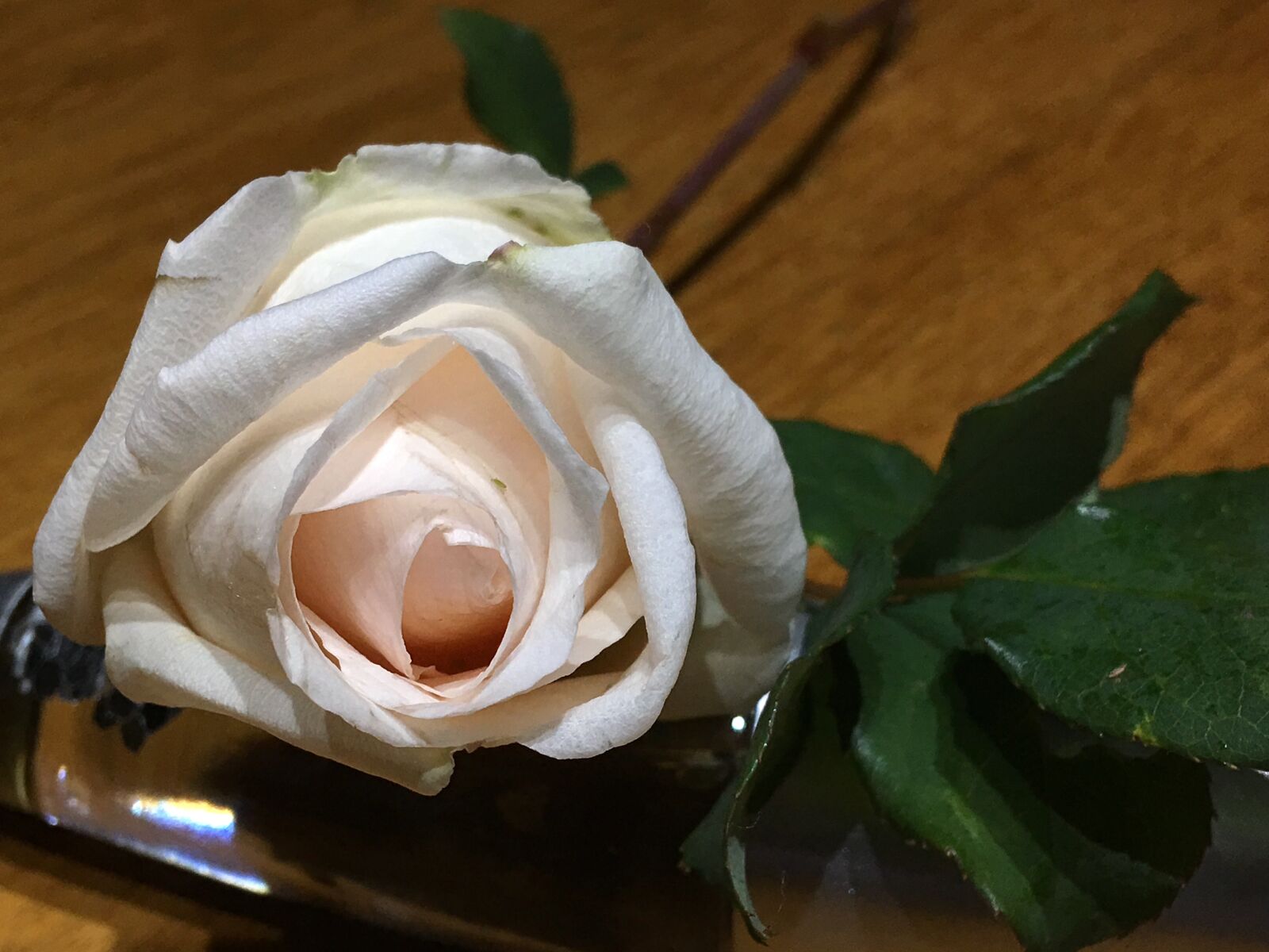 Apple iPhone 6s Plus sample photo. Rosa, white petals, flower photography