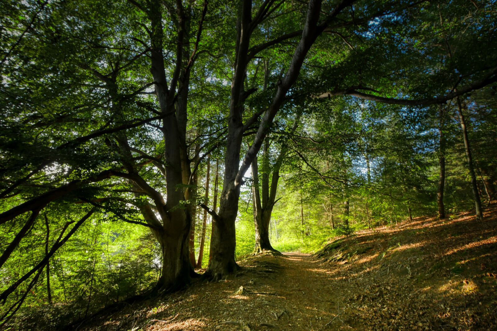 Panasonic Lumix DMC-GX8 sample photo. Forest, away, path photography