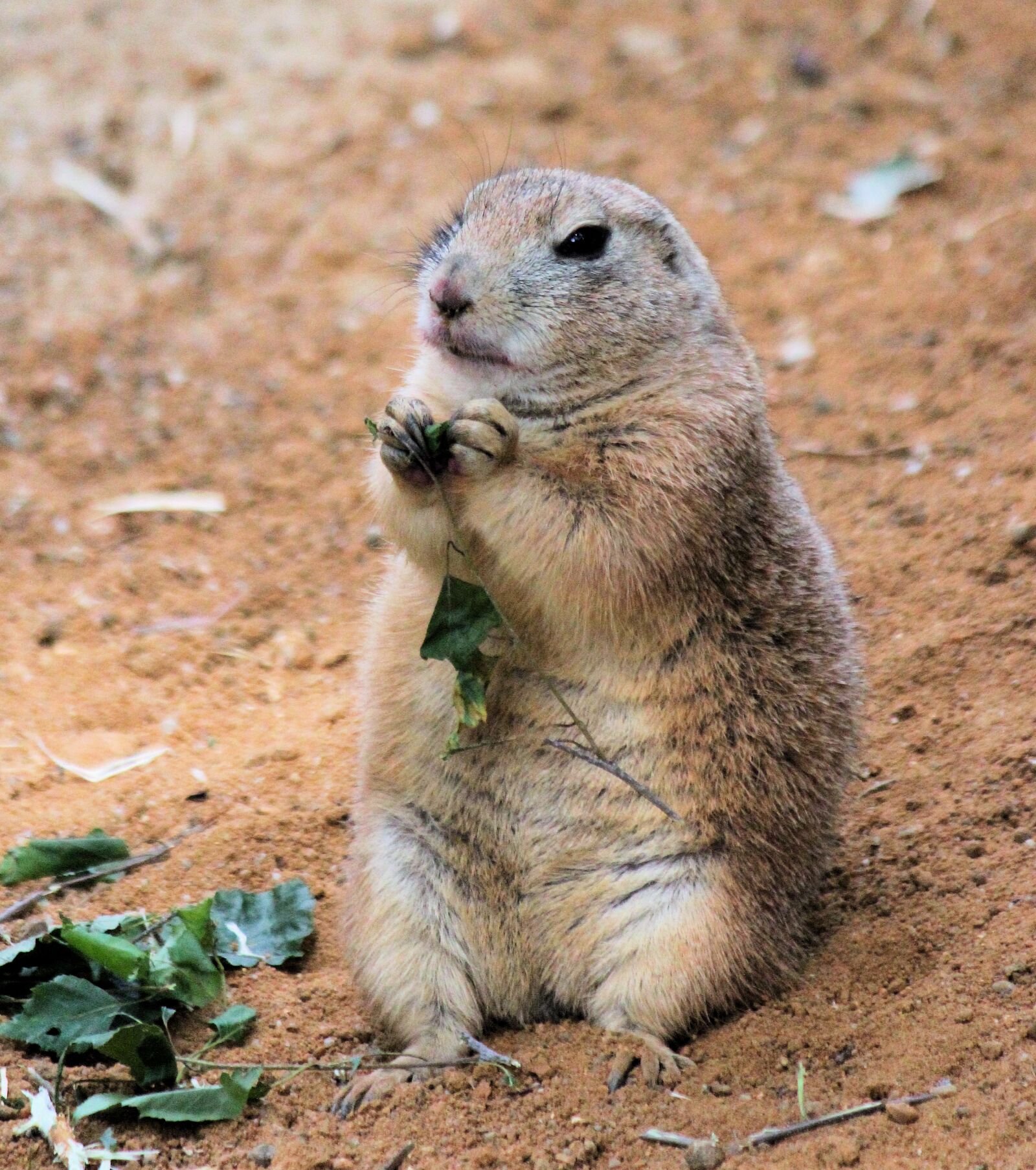 Canon EOS 550D (EOS Rebel T2i / EOS Kiss X4) sample photo. Prairie dogs, rodent, animal photography