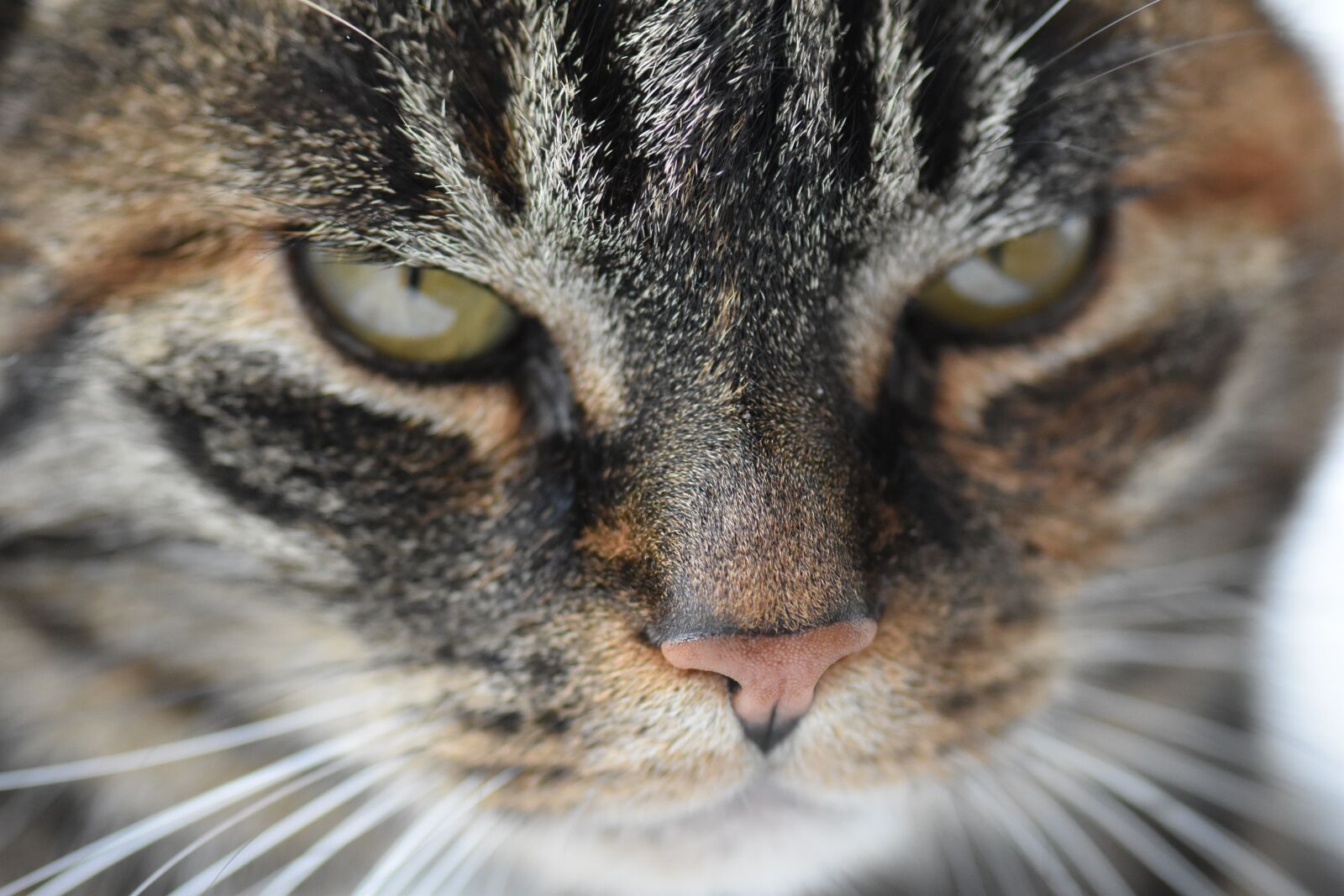 Nikon D5500 sample photo. Cat, animal, cat face photography