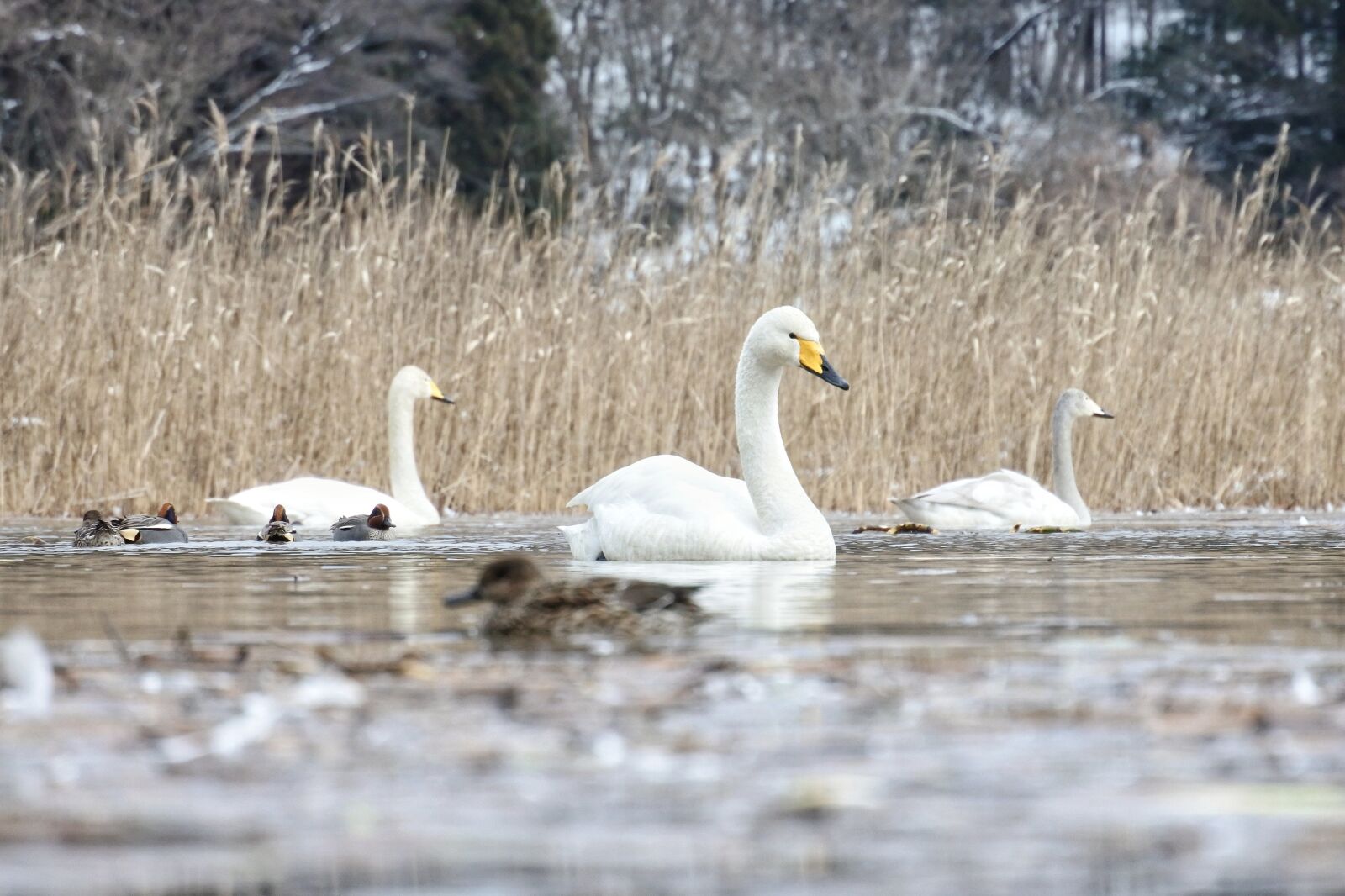 Nikon 1 Nikkor VR 30-110mm F3.8-5.6 sample photo. Animal, swan, cygnus columbianus photography