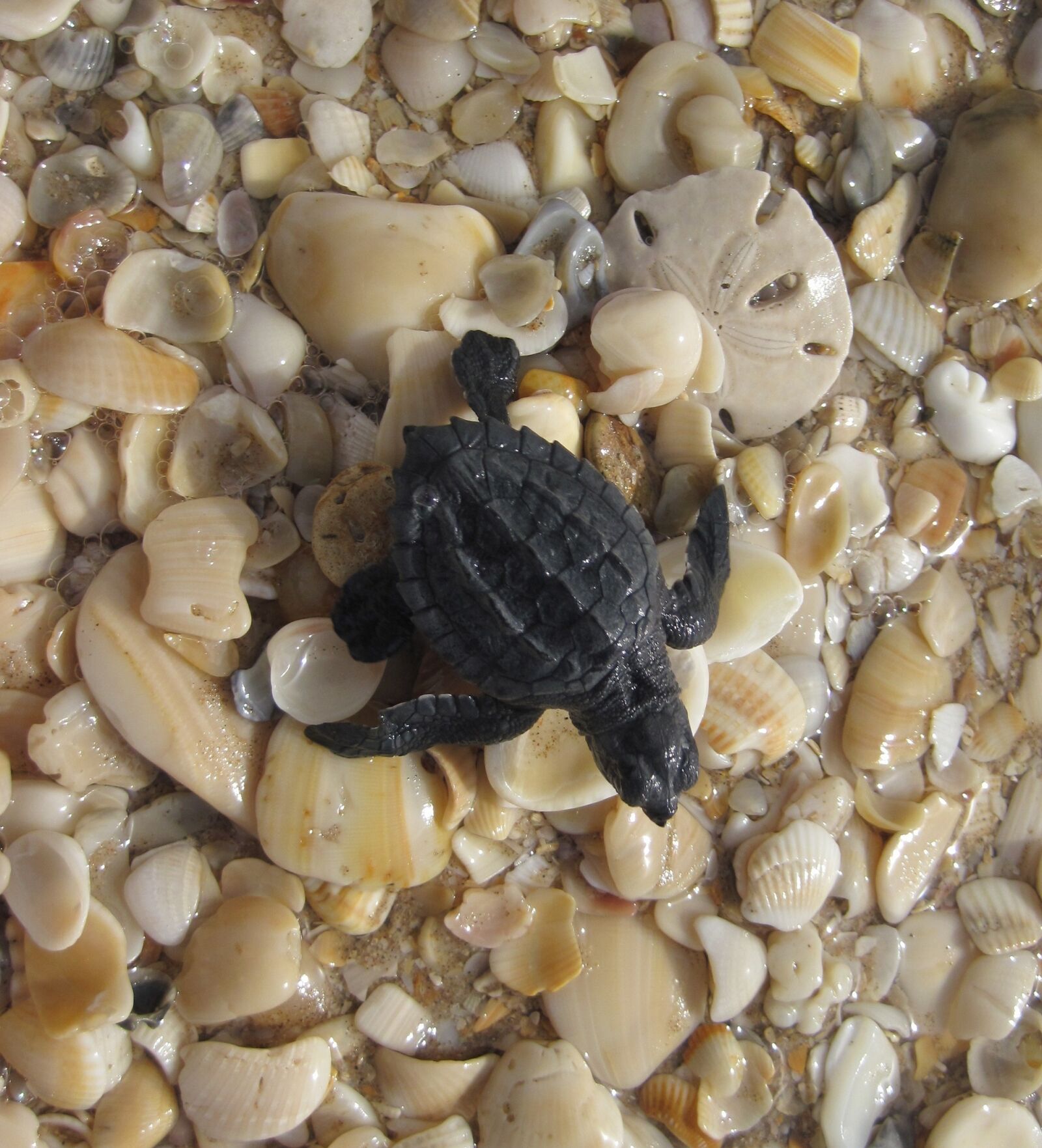 Canon PowerShot D10 sample photo. Sea turtle, kemp's ridley photography
