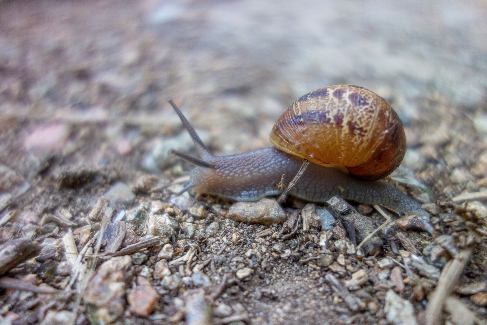 Sony Cyber-shot DSC-RX100 sample photo. Snail, shell, gastropode photography