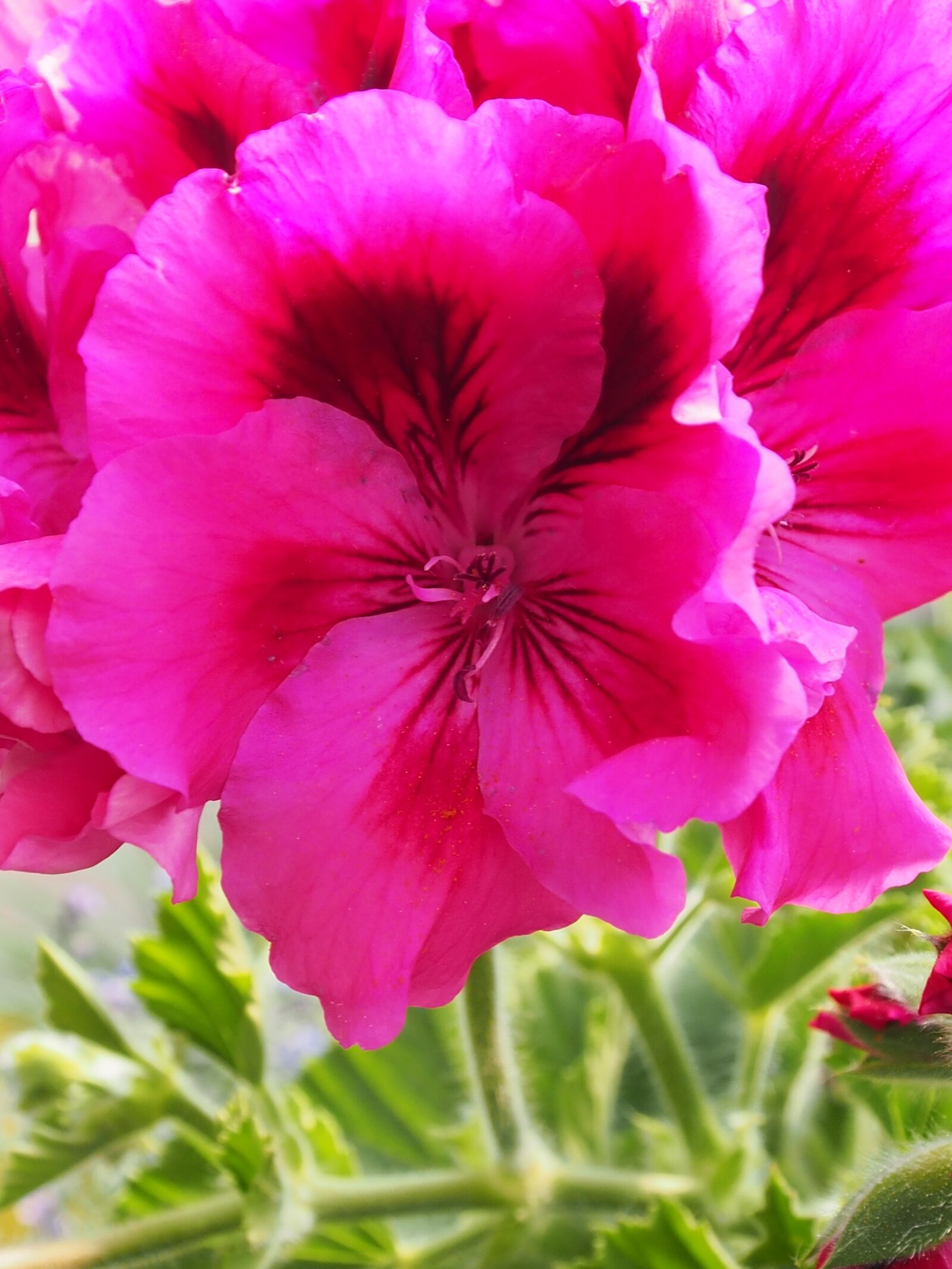 Olympus OM-D E-M5 sample photo. Geranium, pink, blossom photography