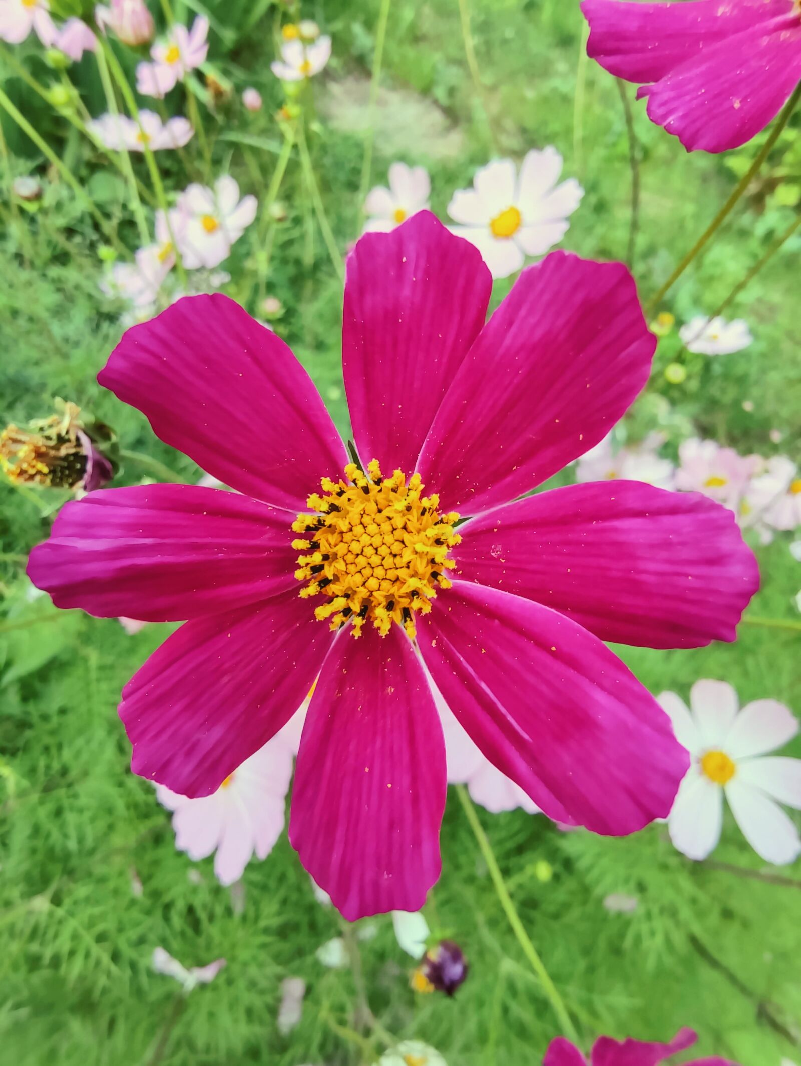 Xiaomi MI 9 sample photo. Flower, pink, nature photography
