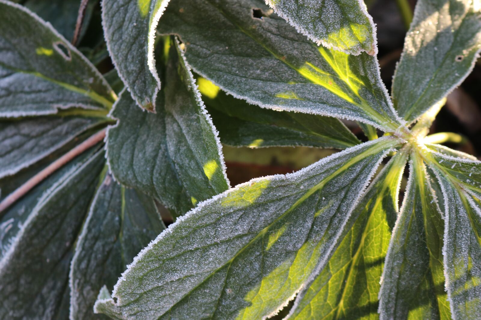 Canon EOS 750D (EOS Rebel T6i / EOS Kiss X8i) sample photo. Helleborus, plant, christmas rose photography