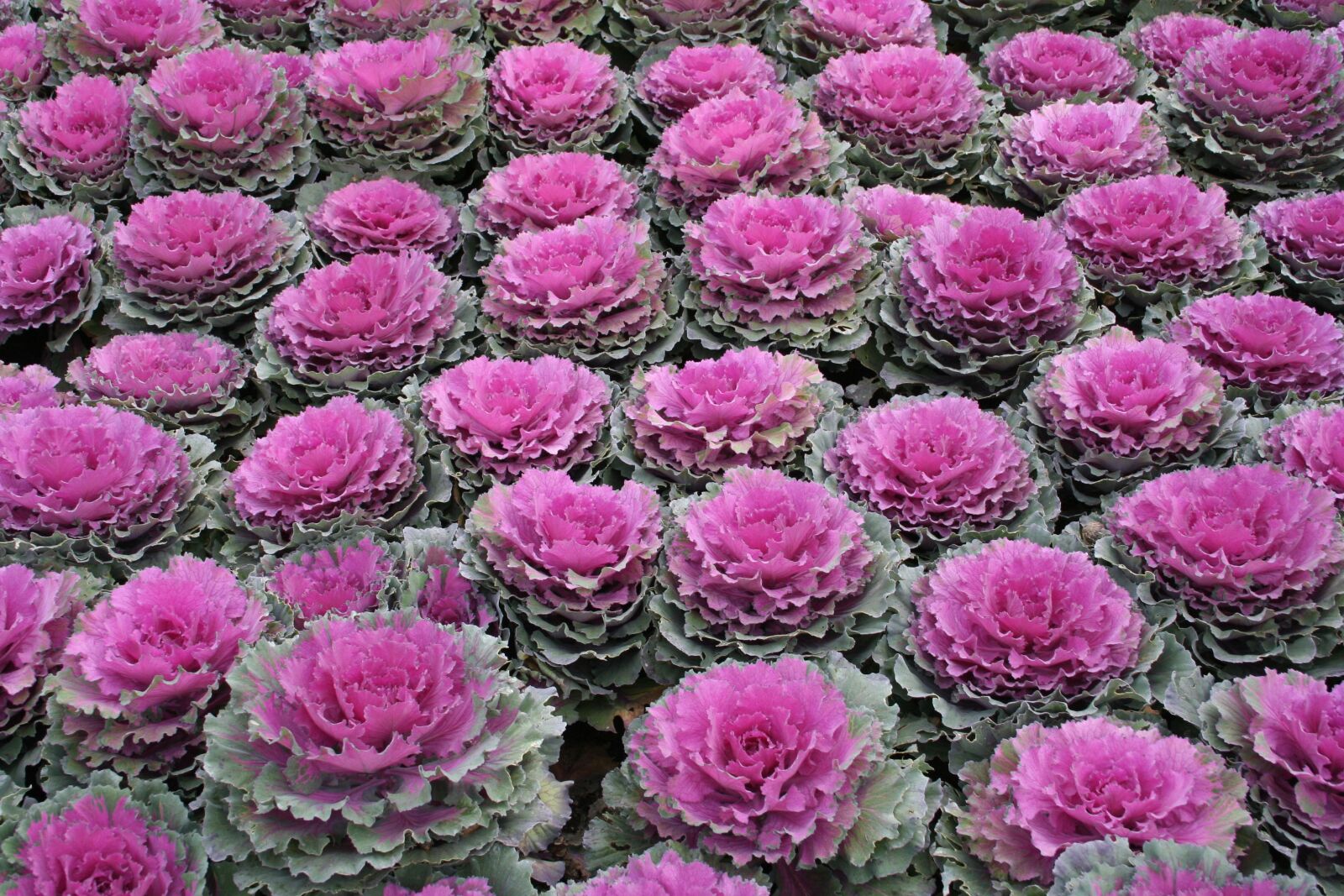 Canon EOS 350D (EOS Digital Rebel XT / EOS Kiss Digital N) sample photo. Cabbage, horticulture, vegetable photography