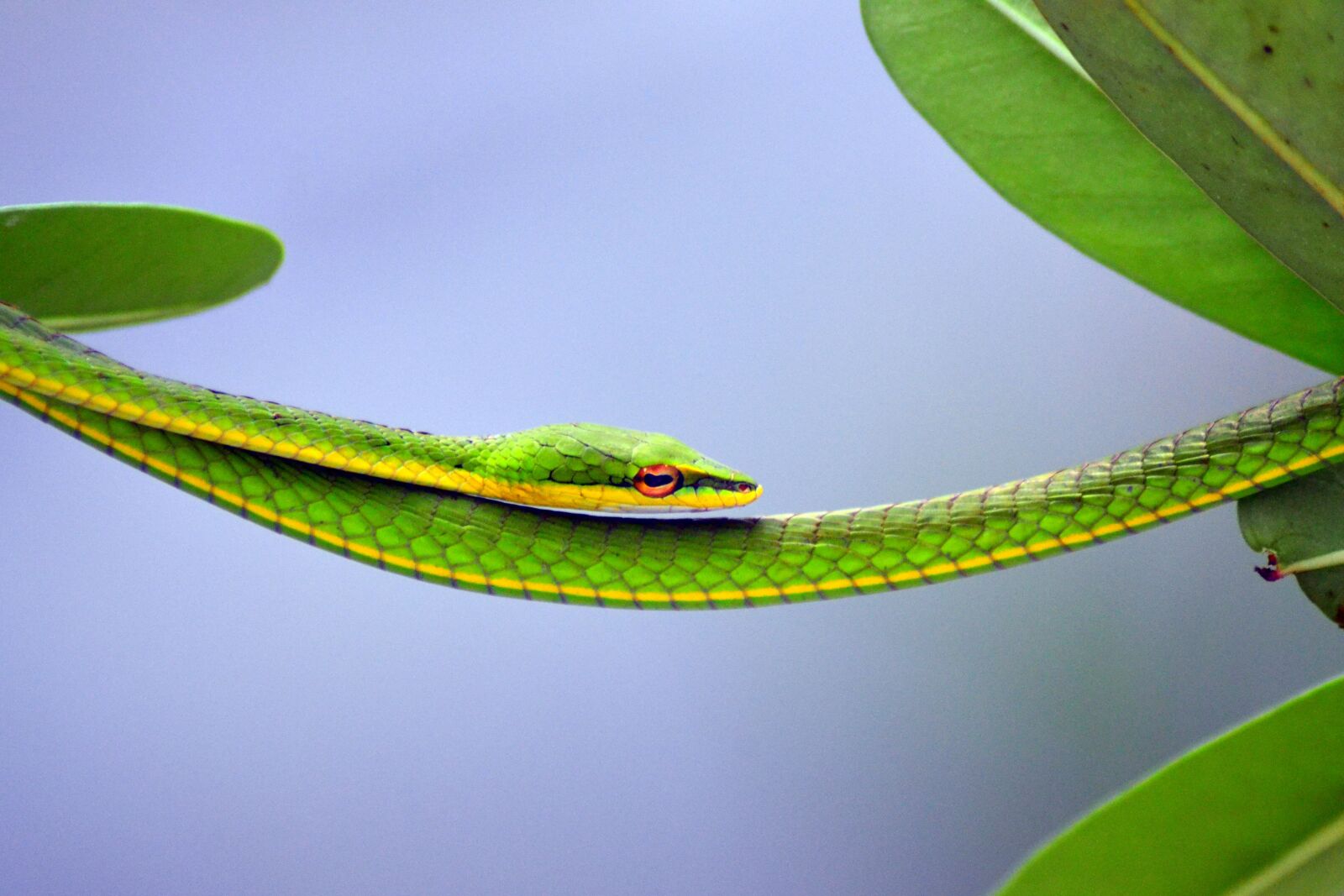 Nikon D3100 sample photo. Green, steady, snake photography