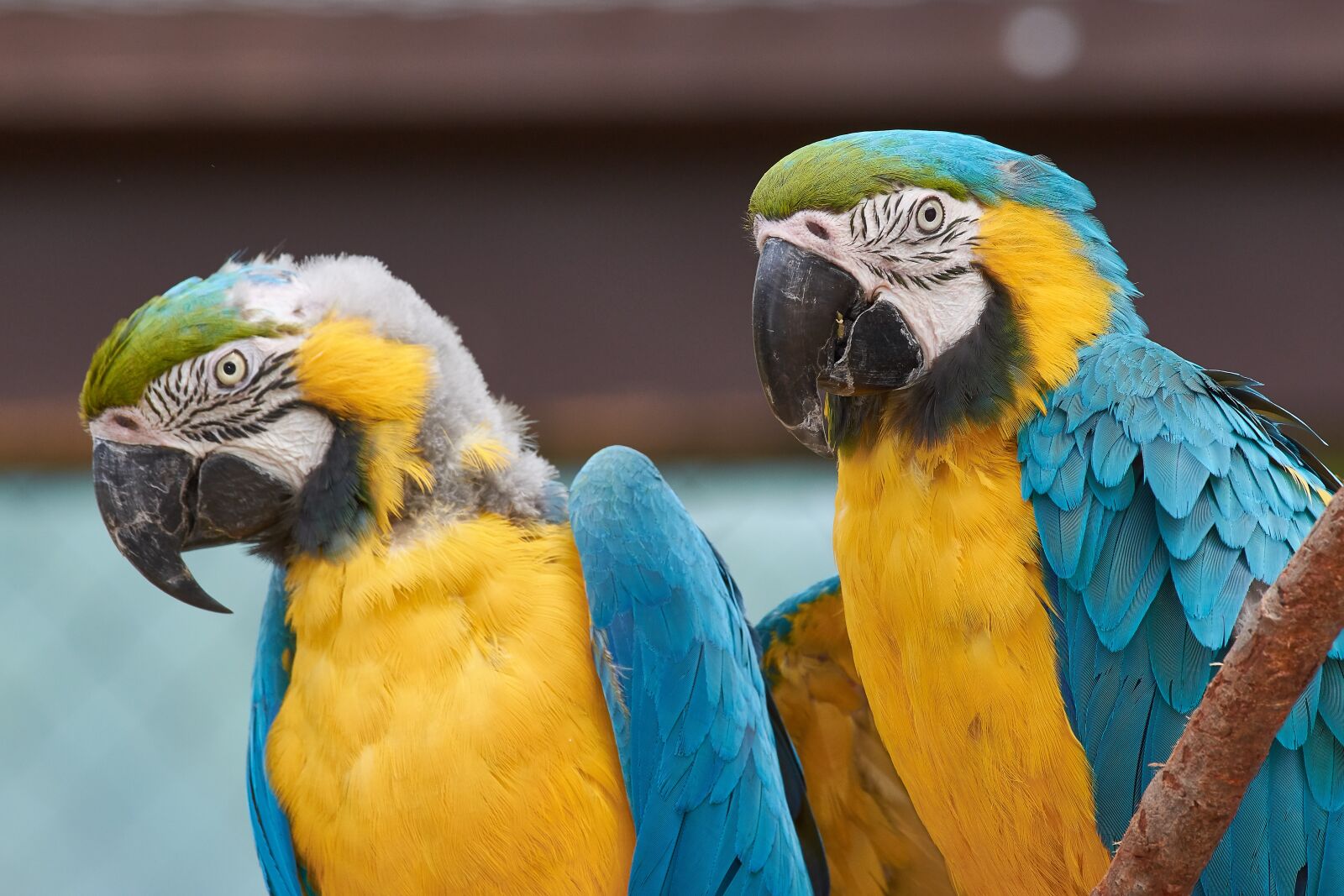 Nikon AF-S Nikkor 200-500mm F5.6E ED VR sample photo. Parrots, aras, bird photography